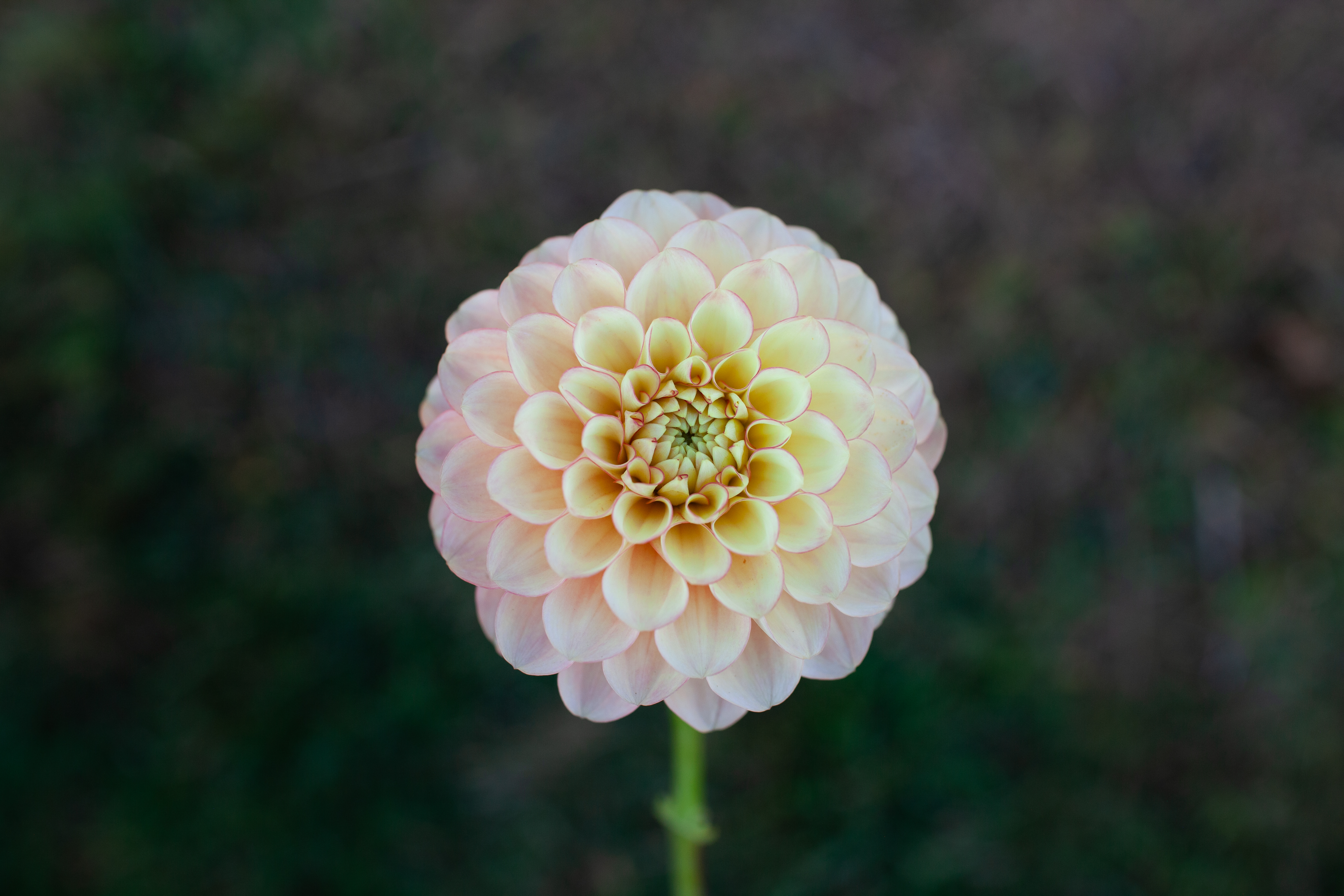 Burfoot Eva dahlia
