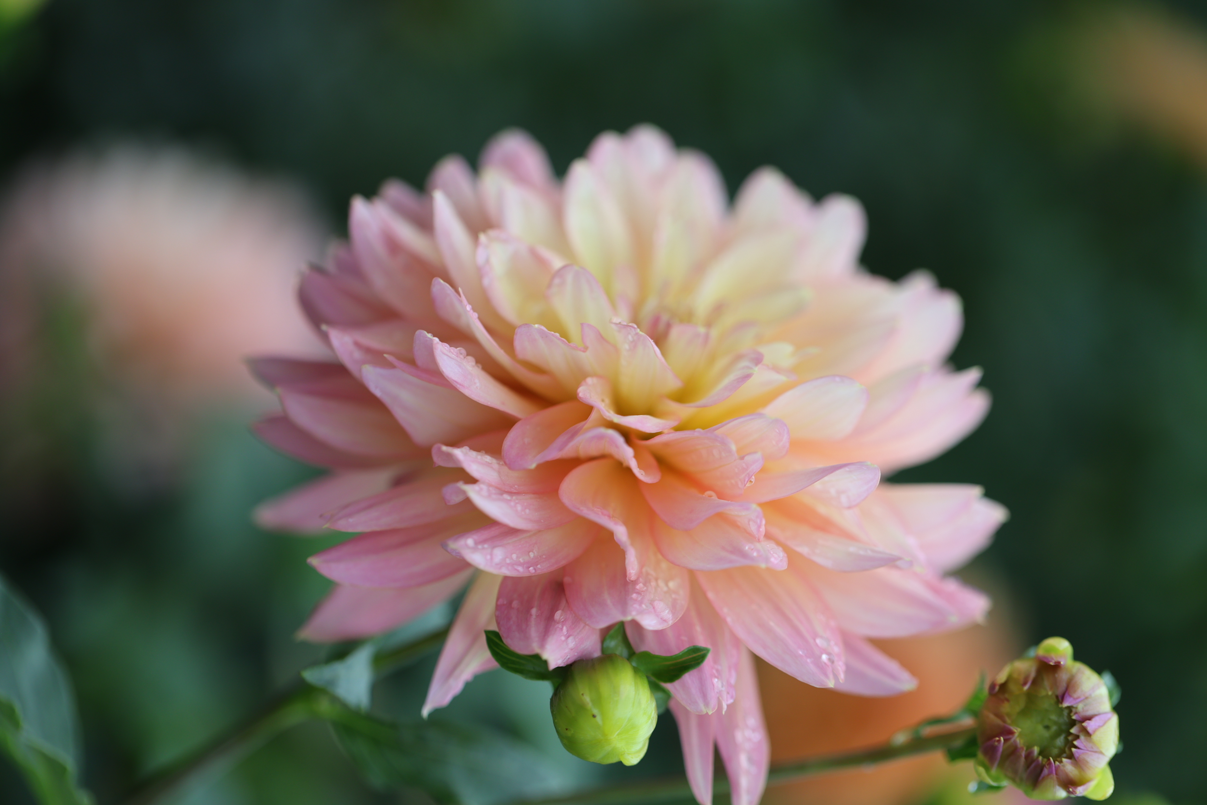 Burfoot Lotus dahlia