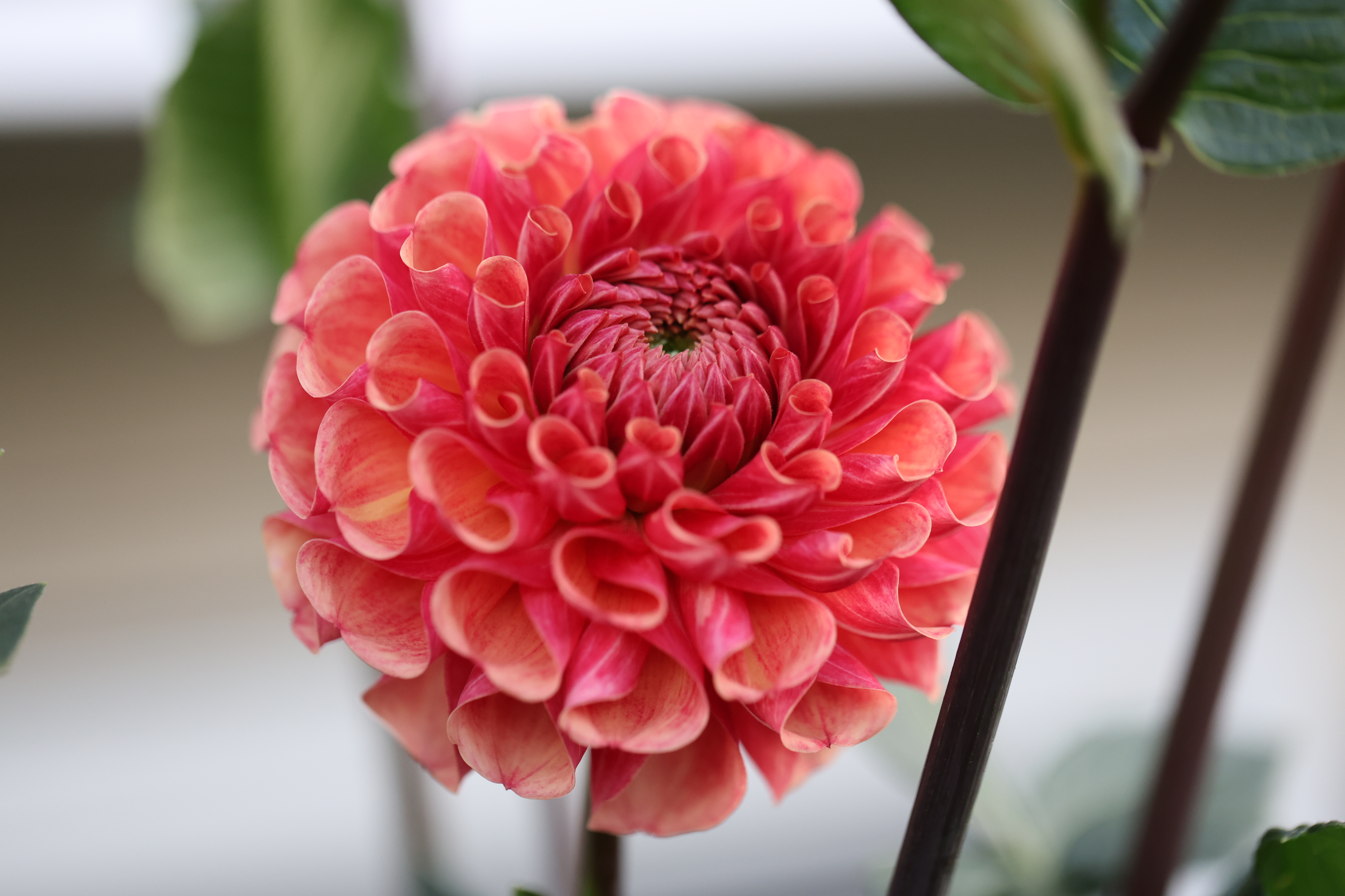 Burfoot Pasta dahlia