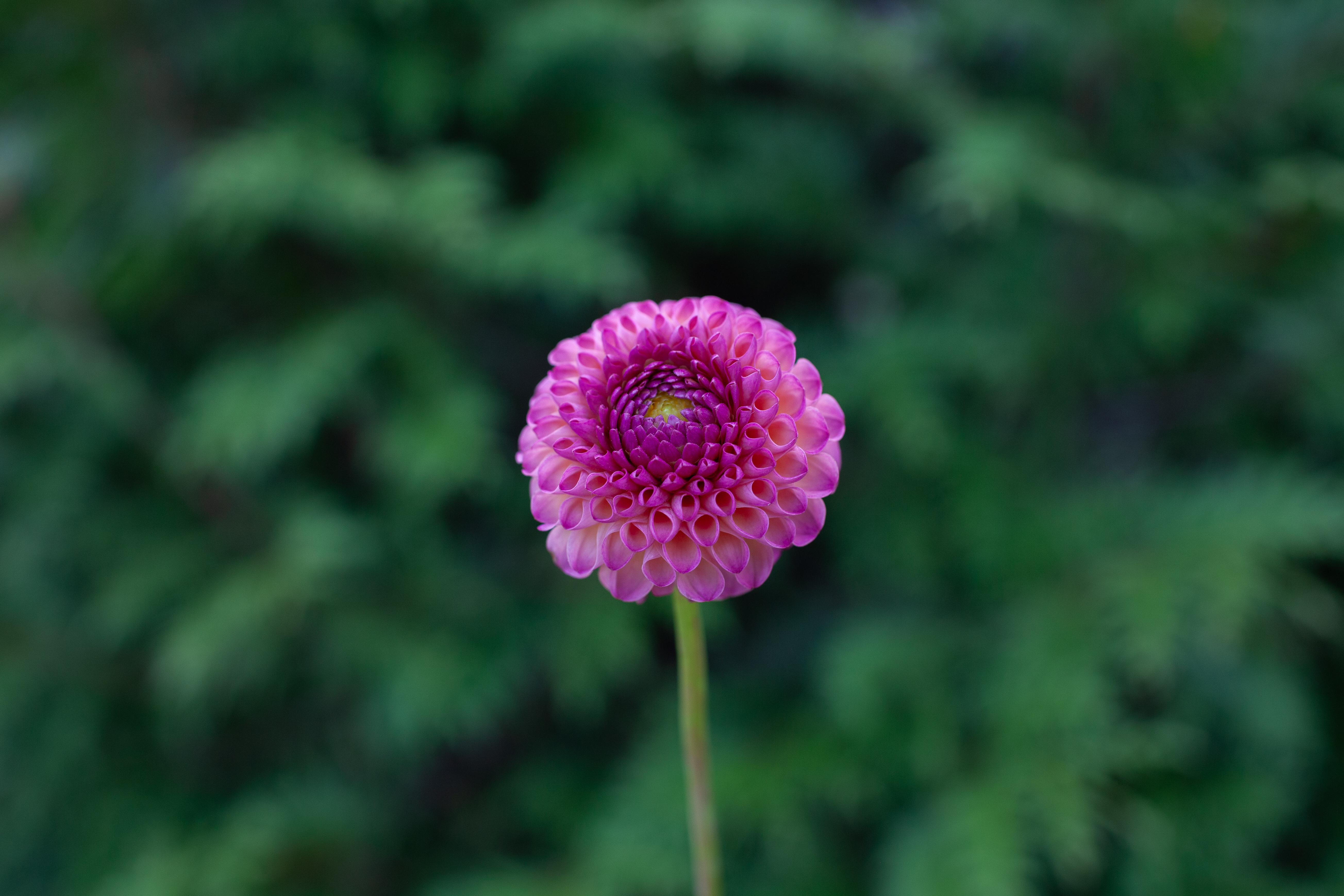 Burlesca dahlia