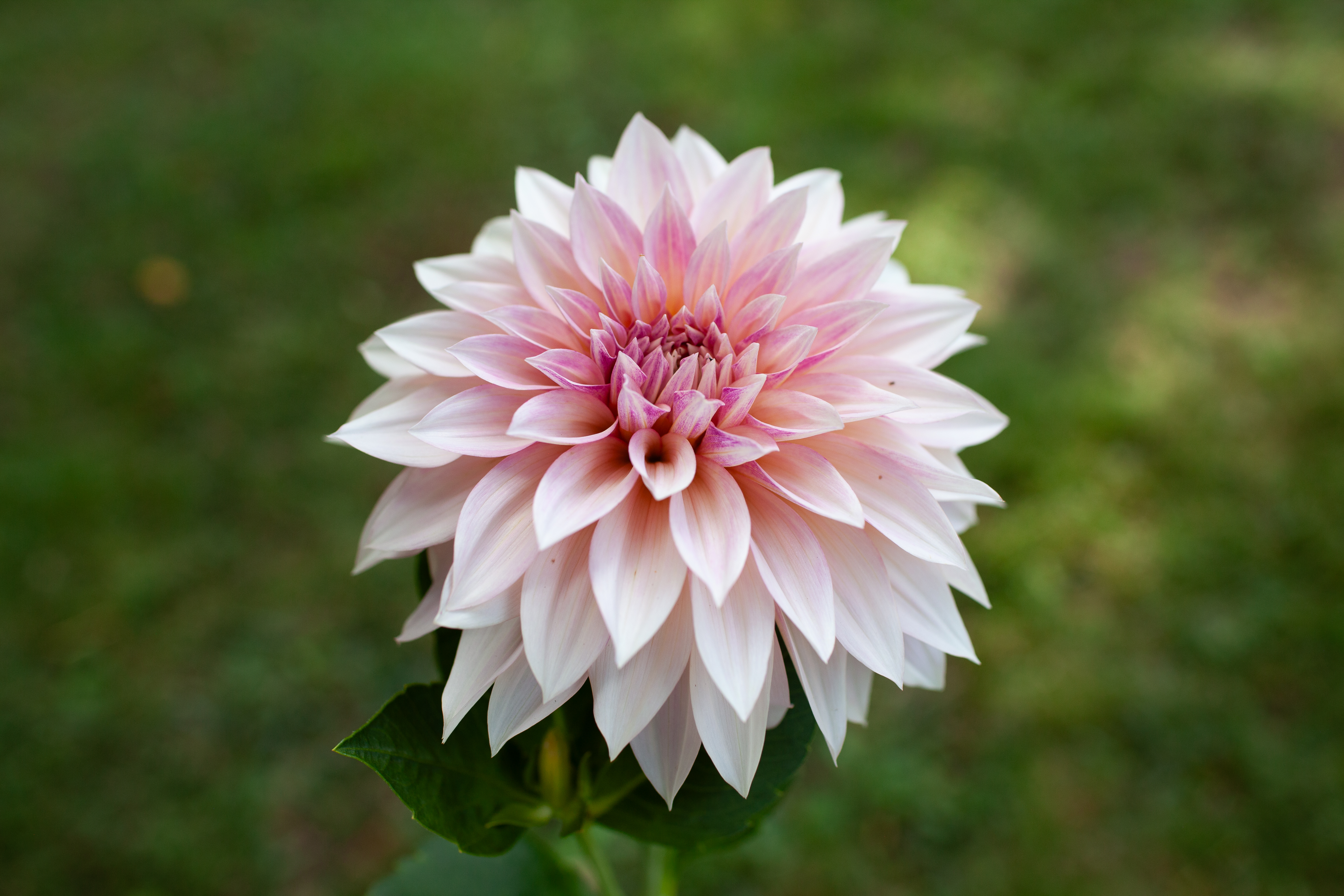 Cafe Au Lait dahlia