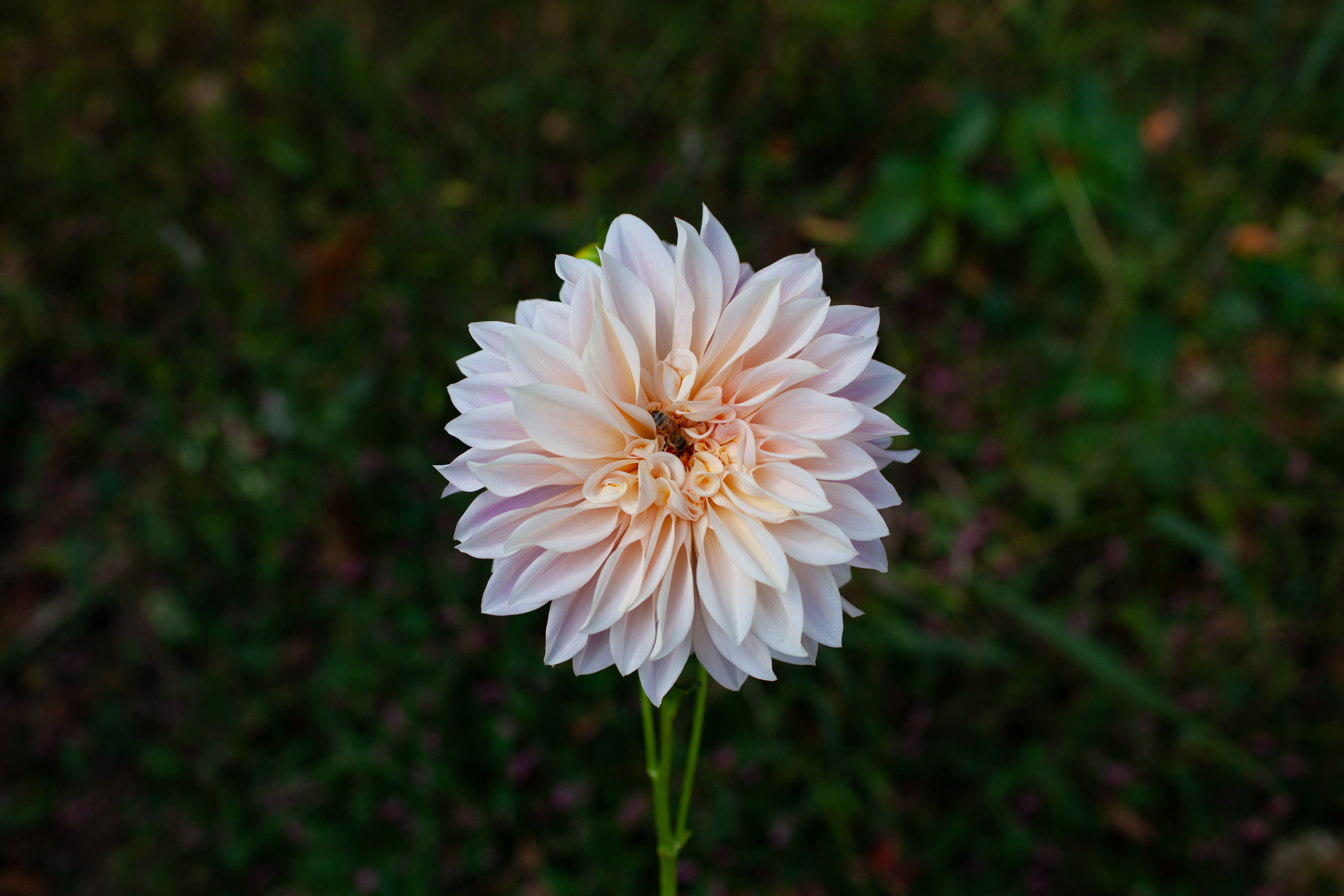 Cafe Au Lait Mini dahlia