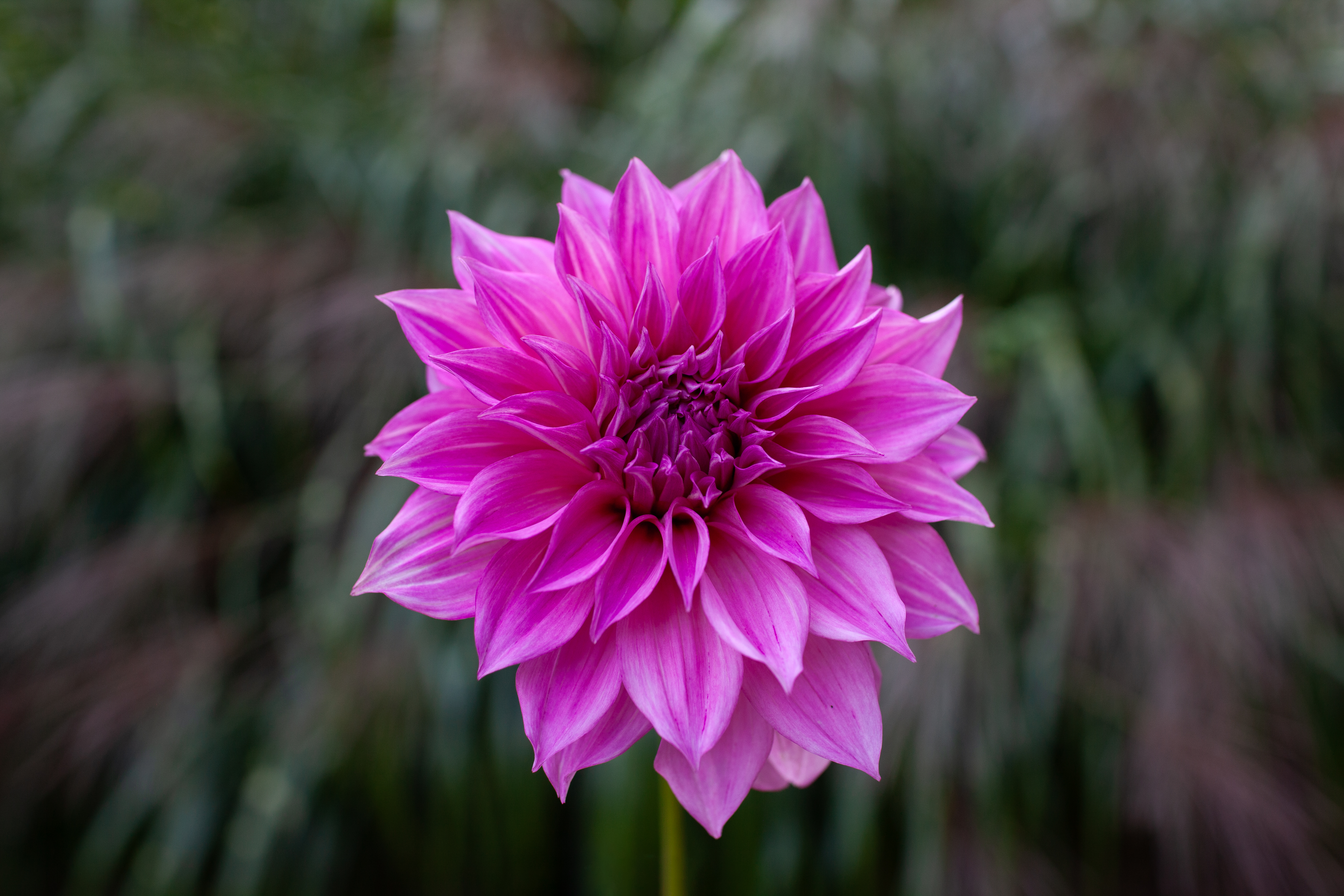 Cafe au Lait Rose dahlia