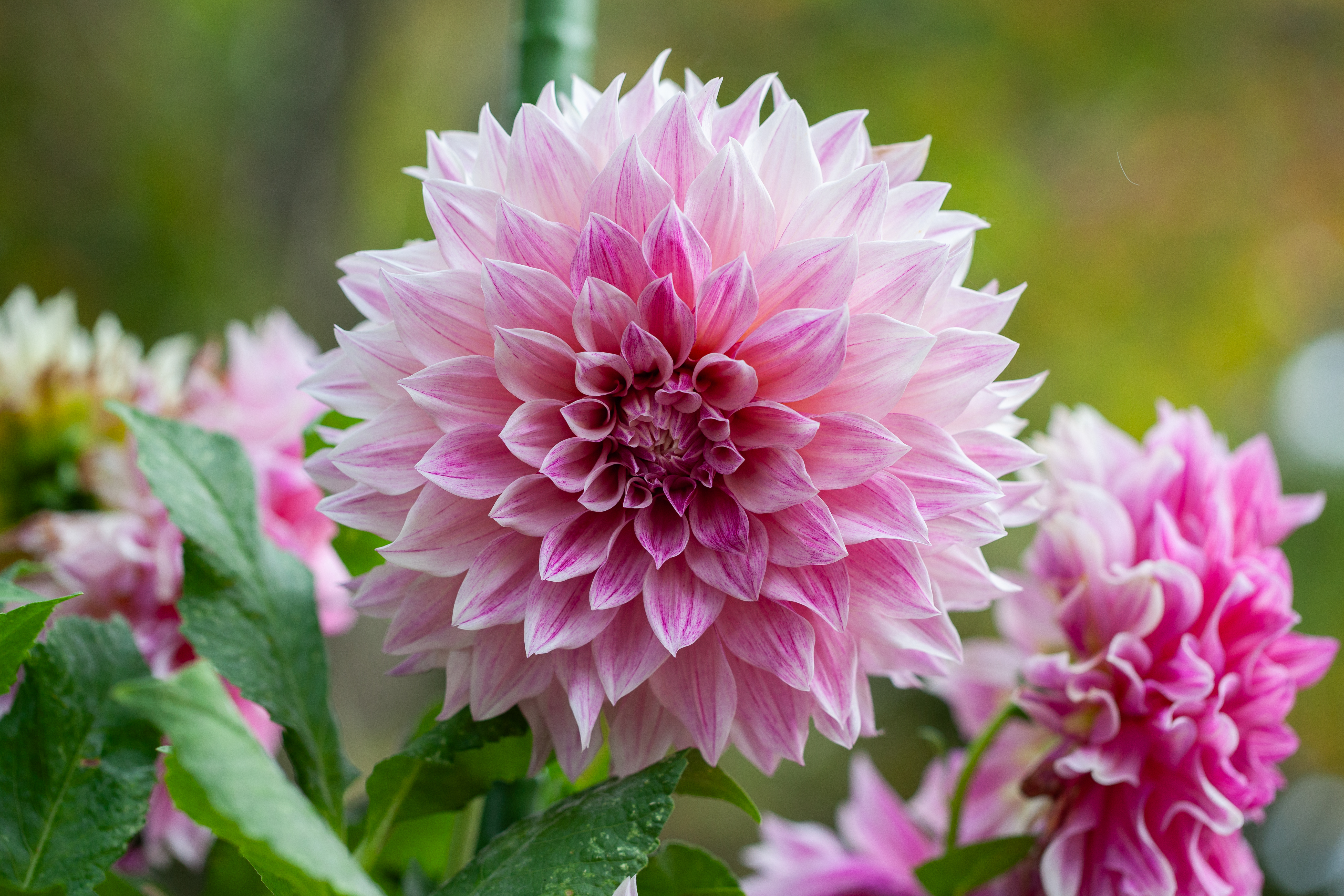 Cafe Au Lait Royal dahlia