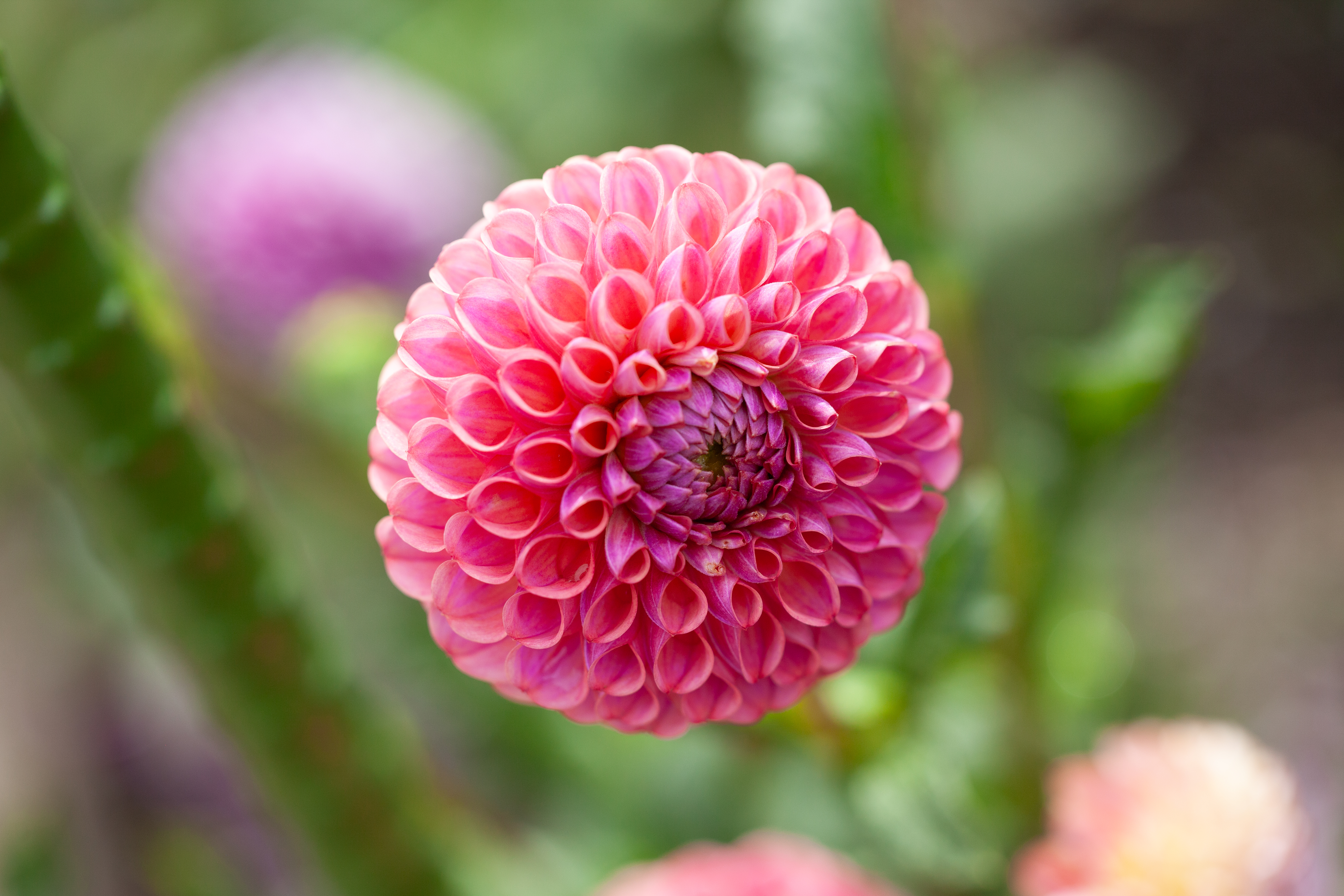Caitlin's Joy dahlia