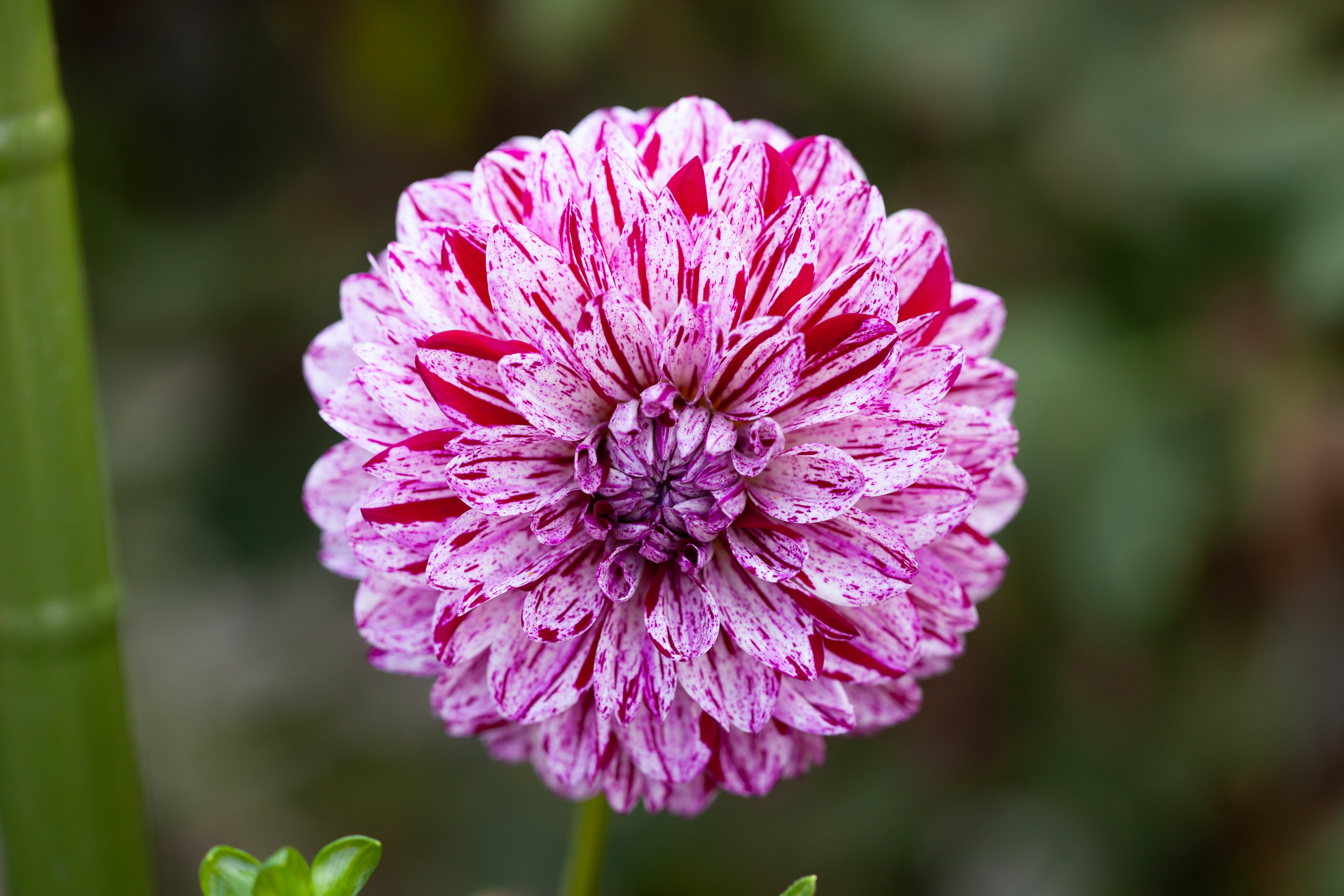 Calamity Shane dahlia