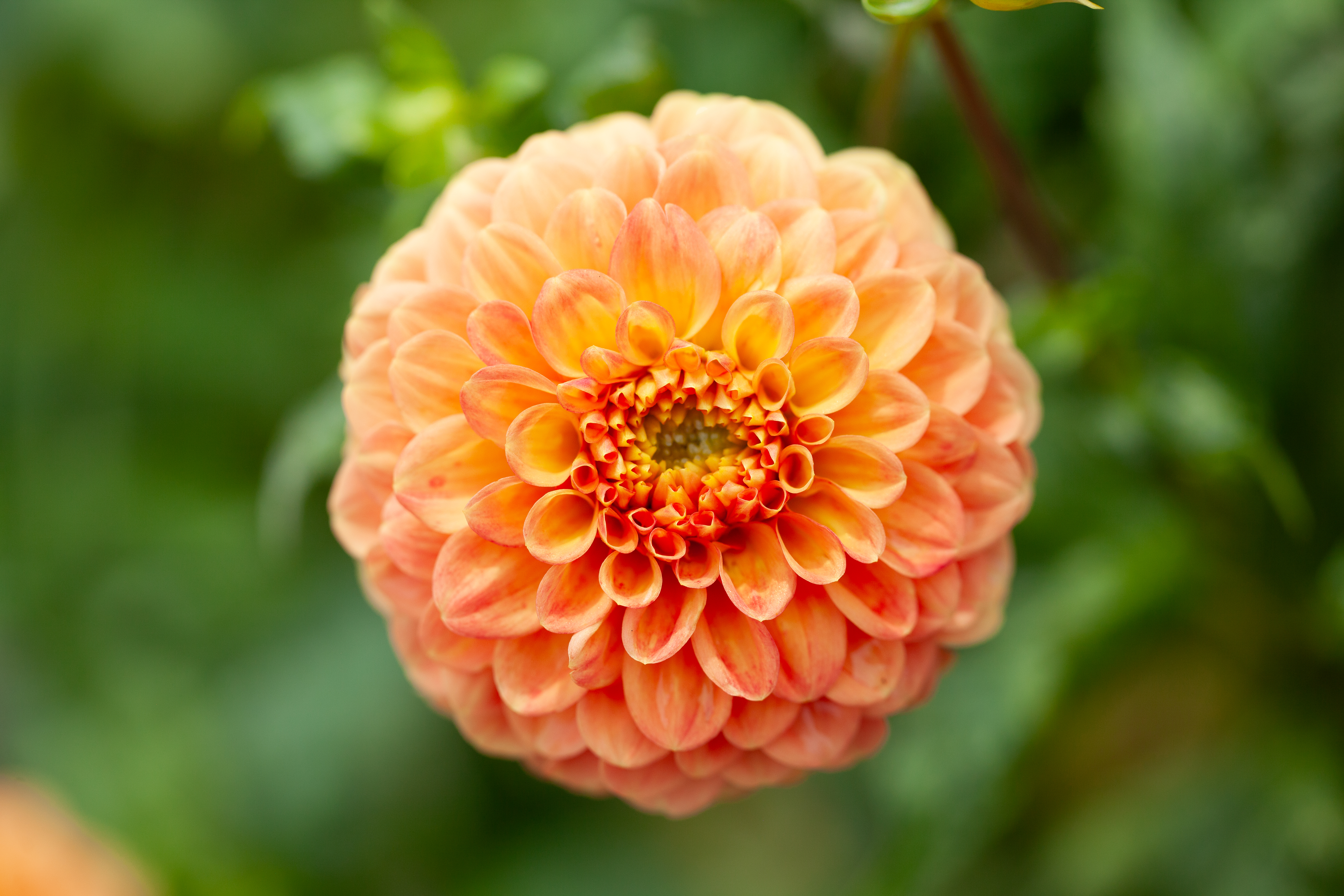 Camano Concord dahlia