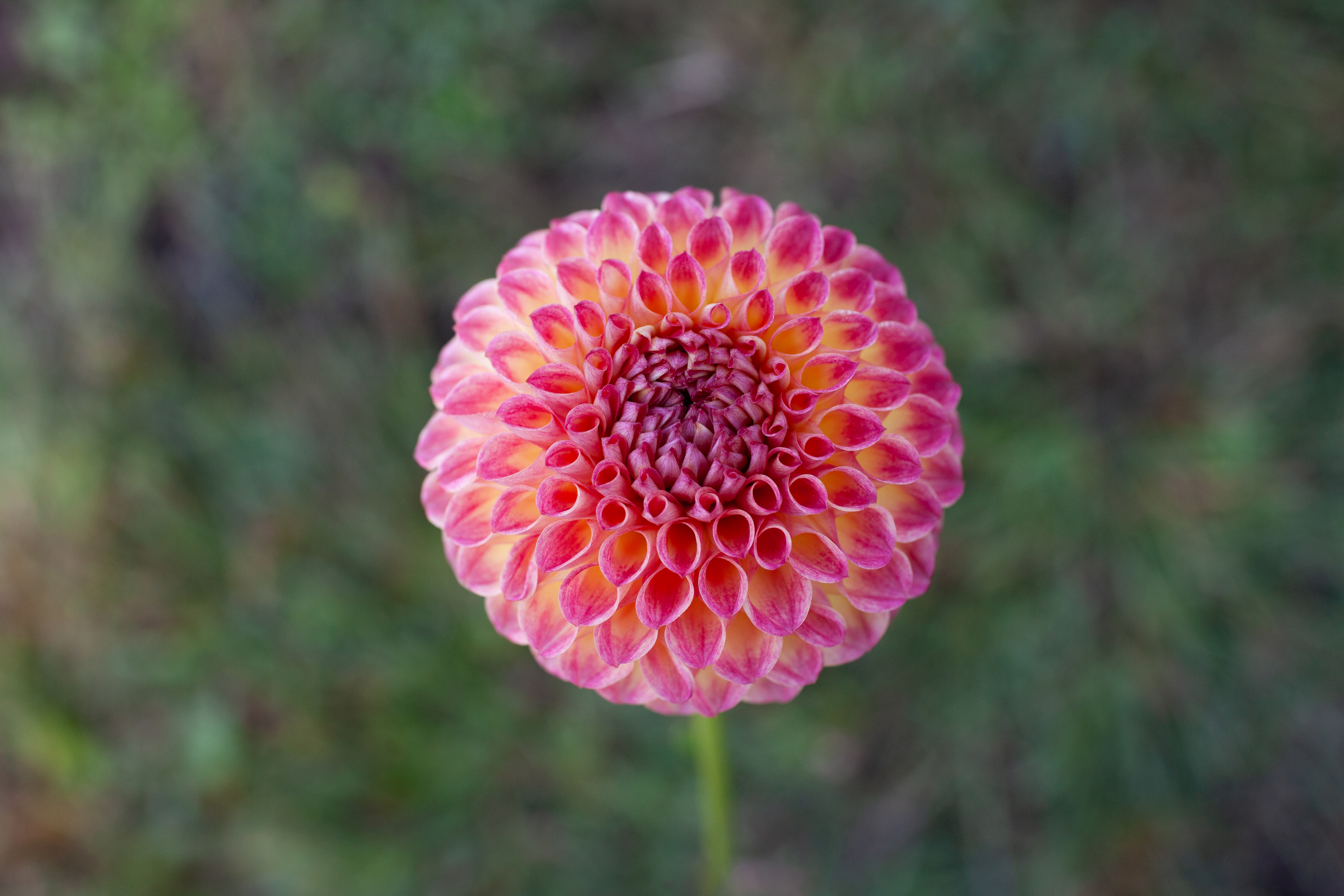 Camano Mordor dahlia