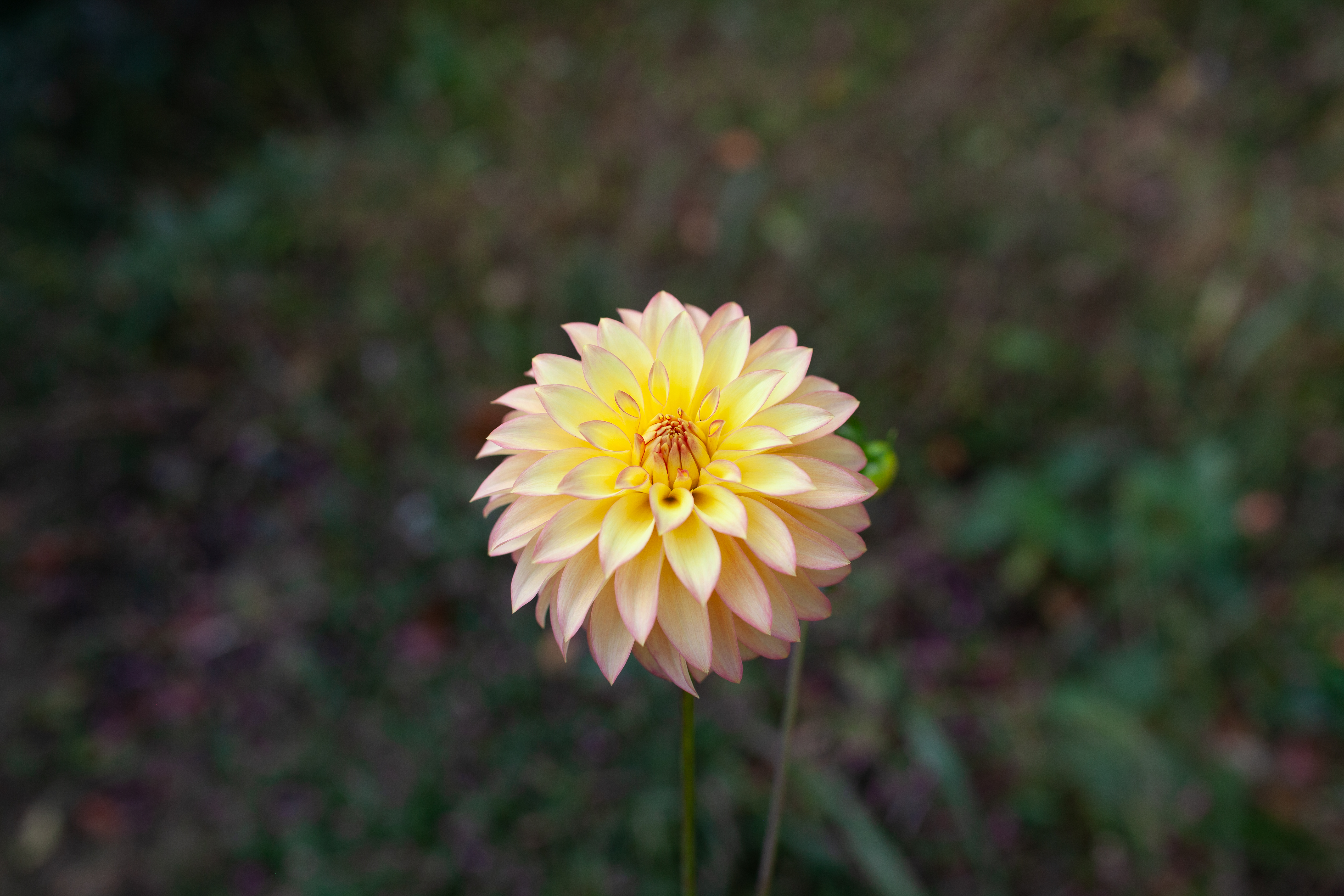 Camano Pet dahlia