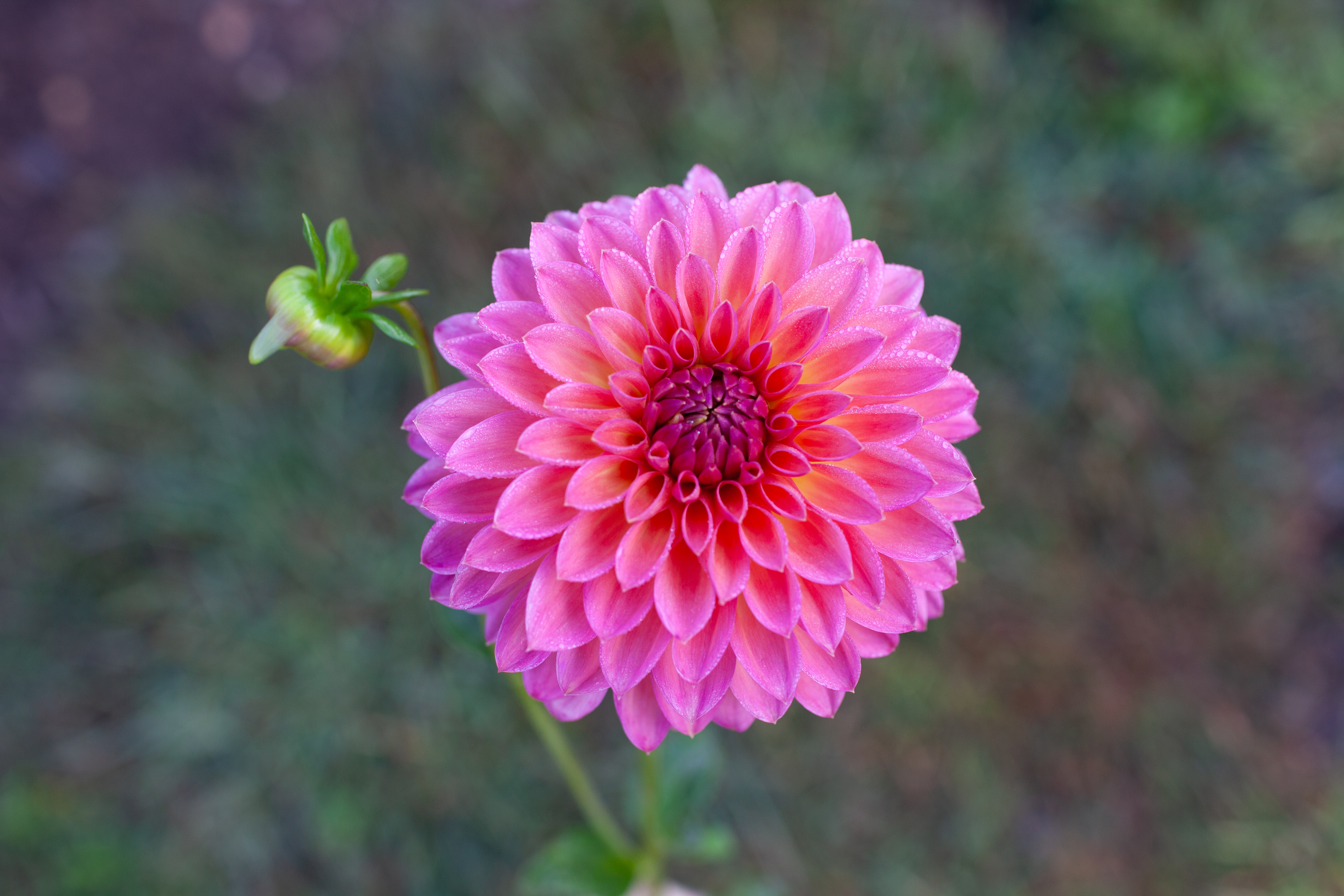 Camano Roo dahlia