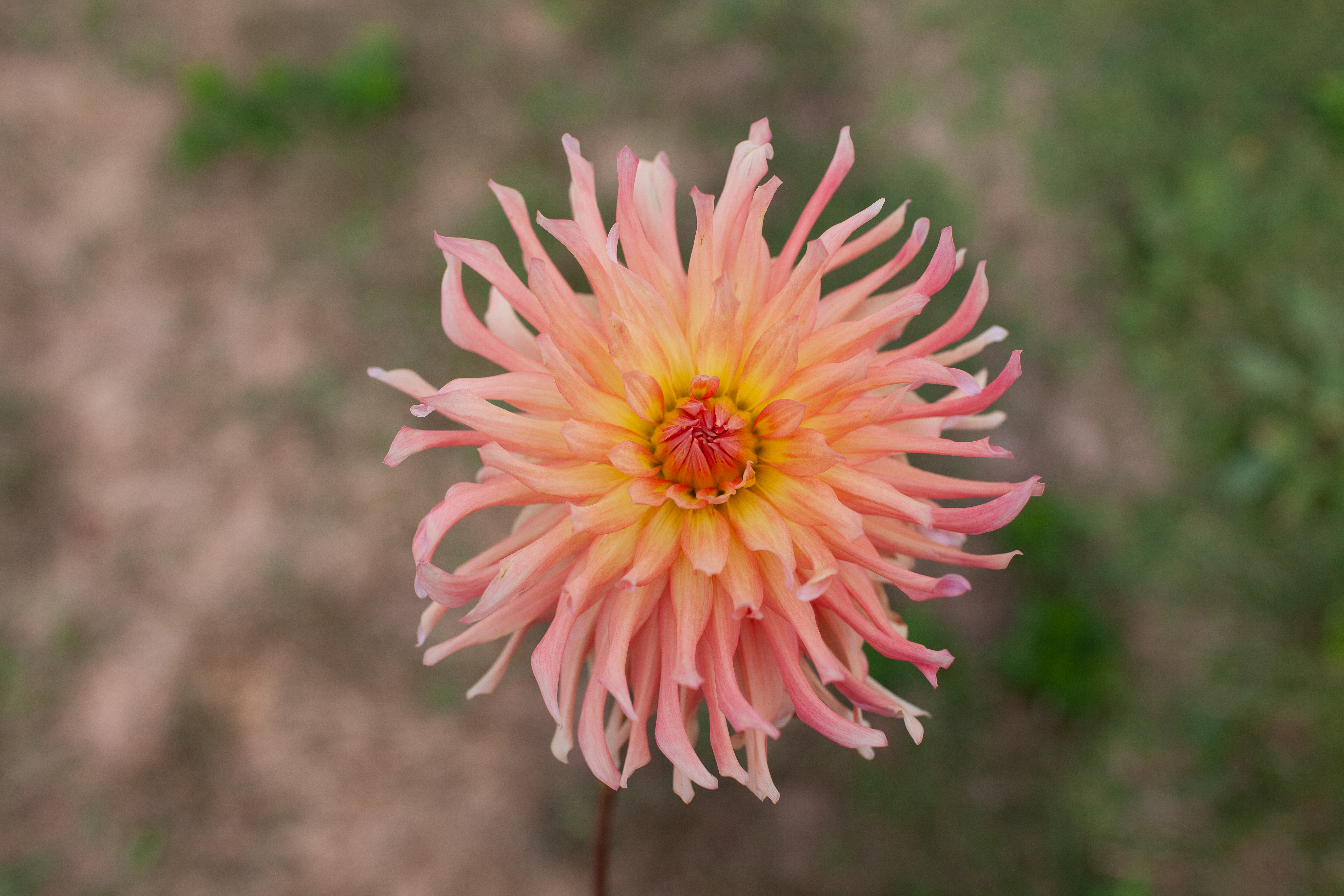 Camano Sitka dahlia
