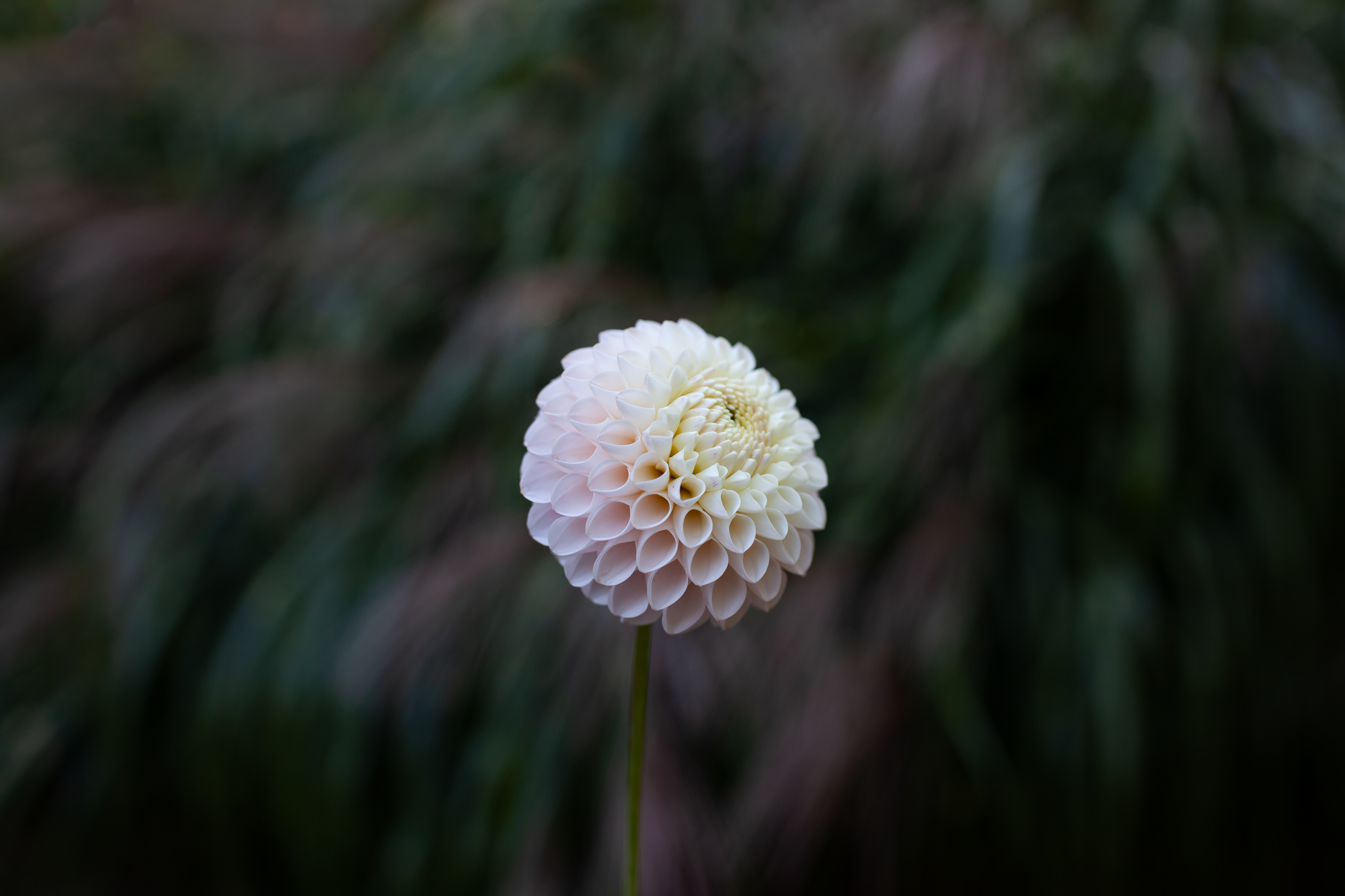 Camano Zoe dahlia