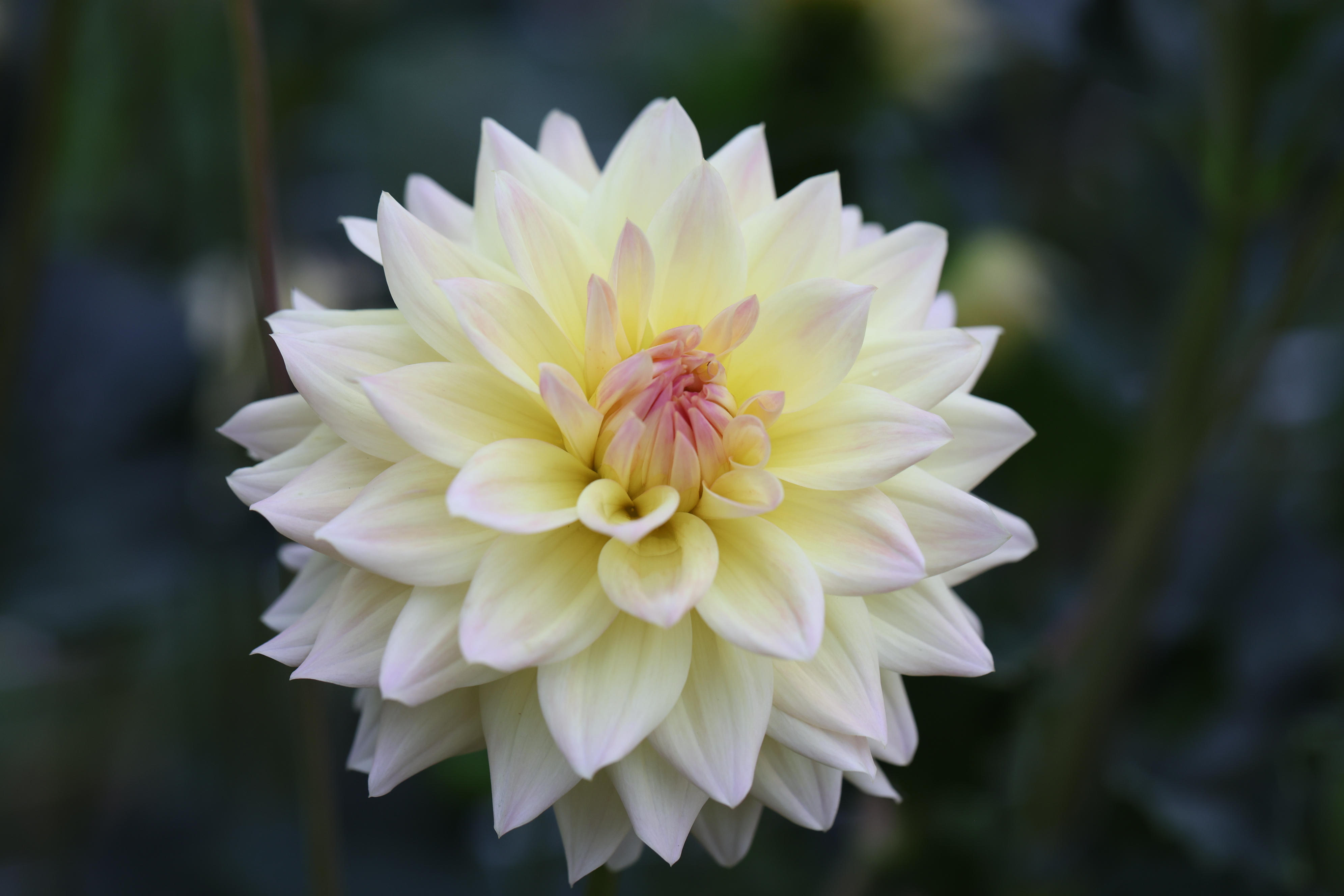 Canoz Jaguar dahlia
