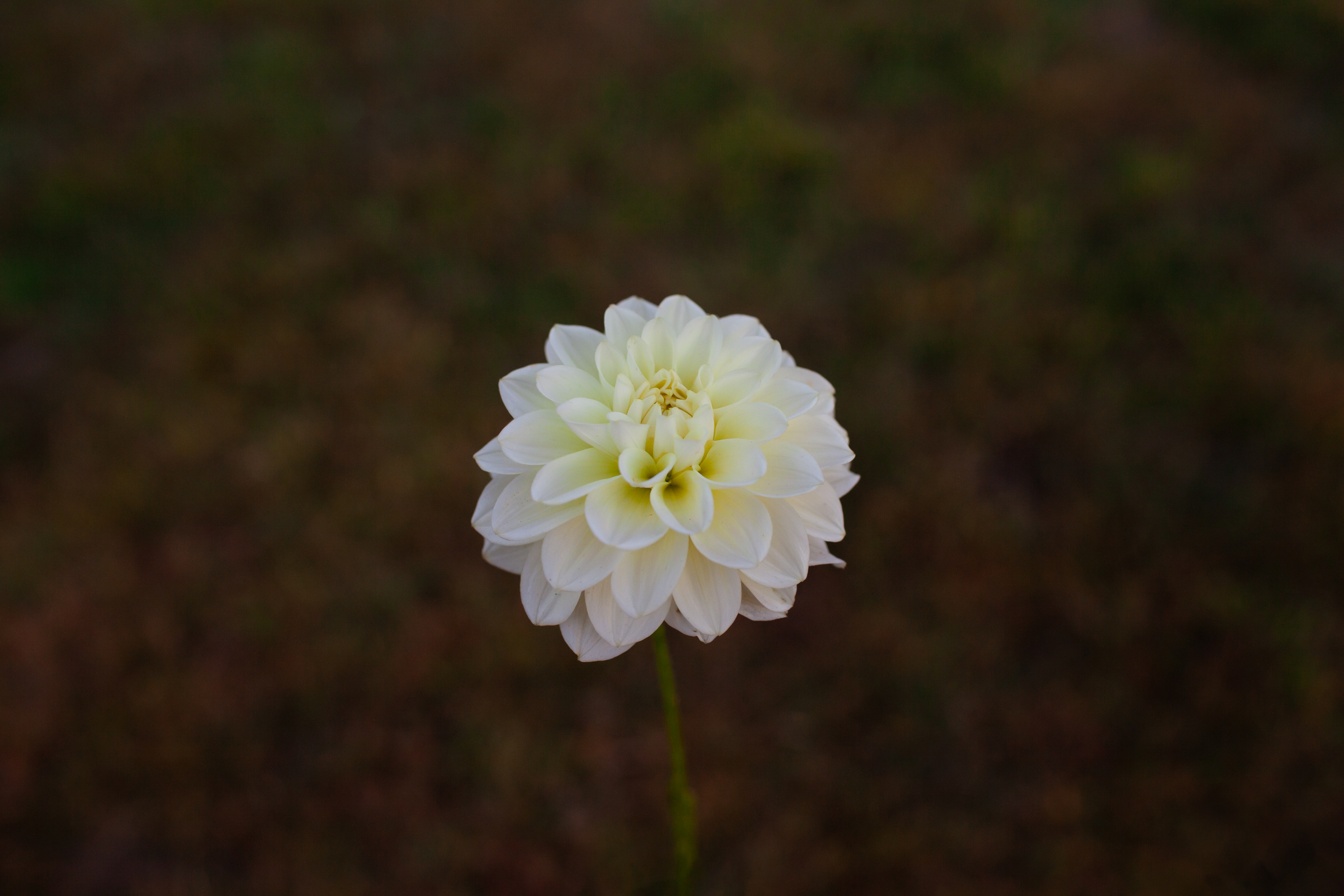 Caramel Antique dahlia