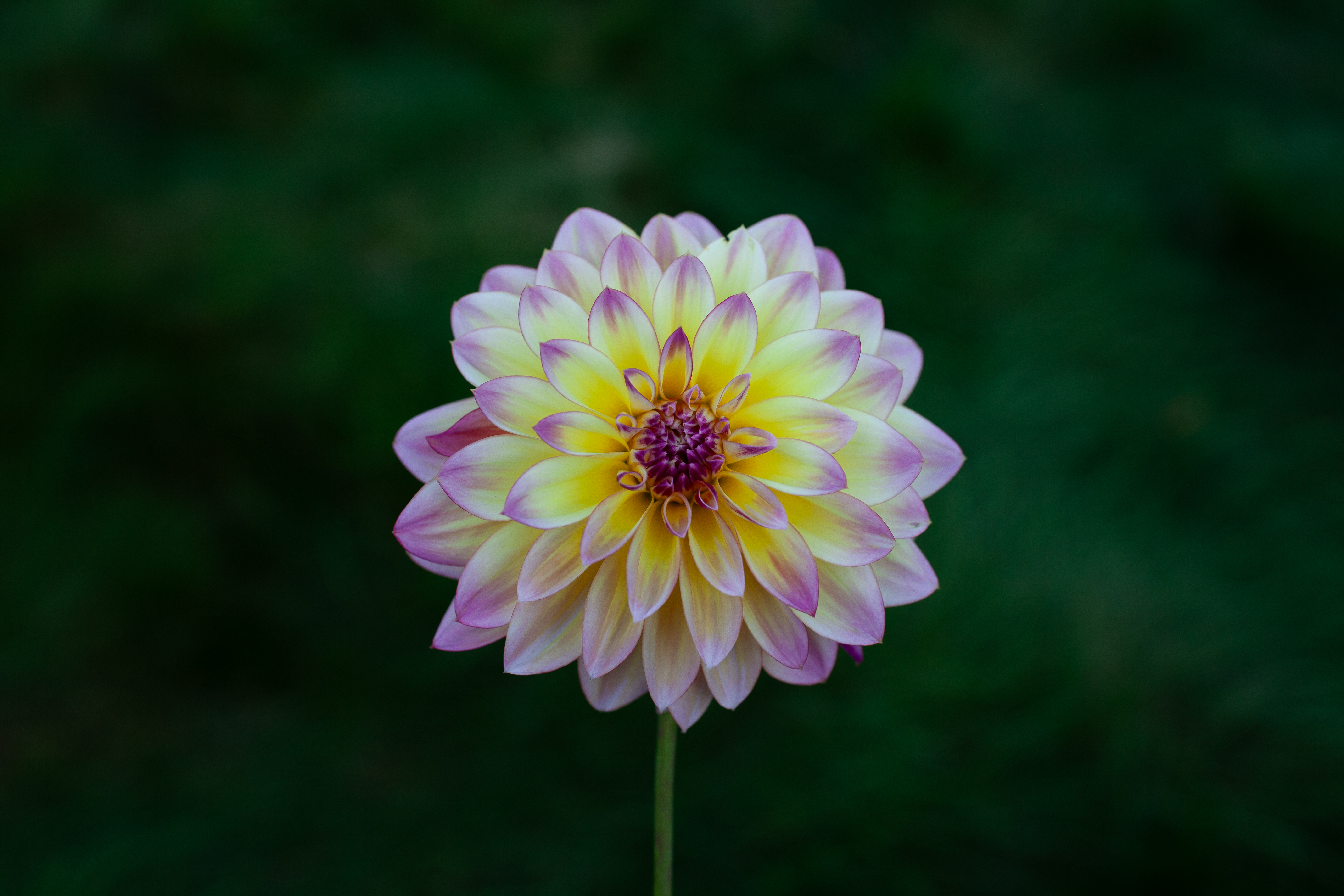 Caribbean Fantasy dahlia