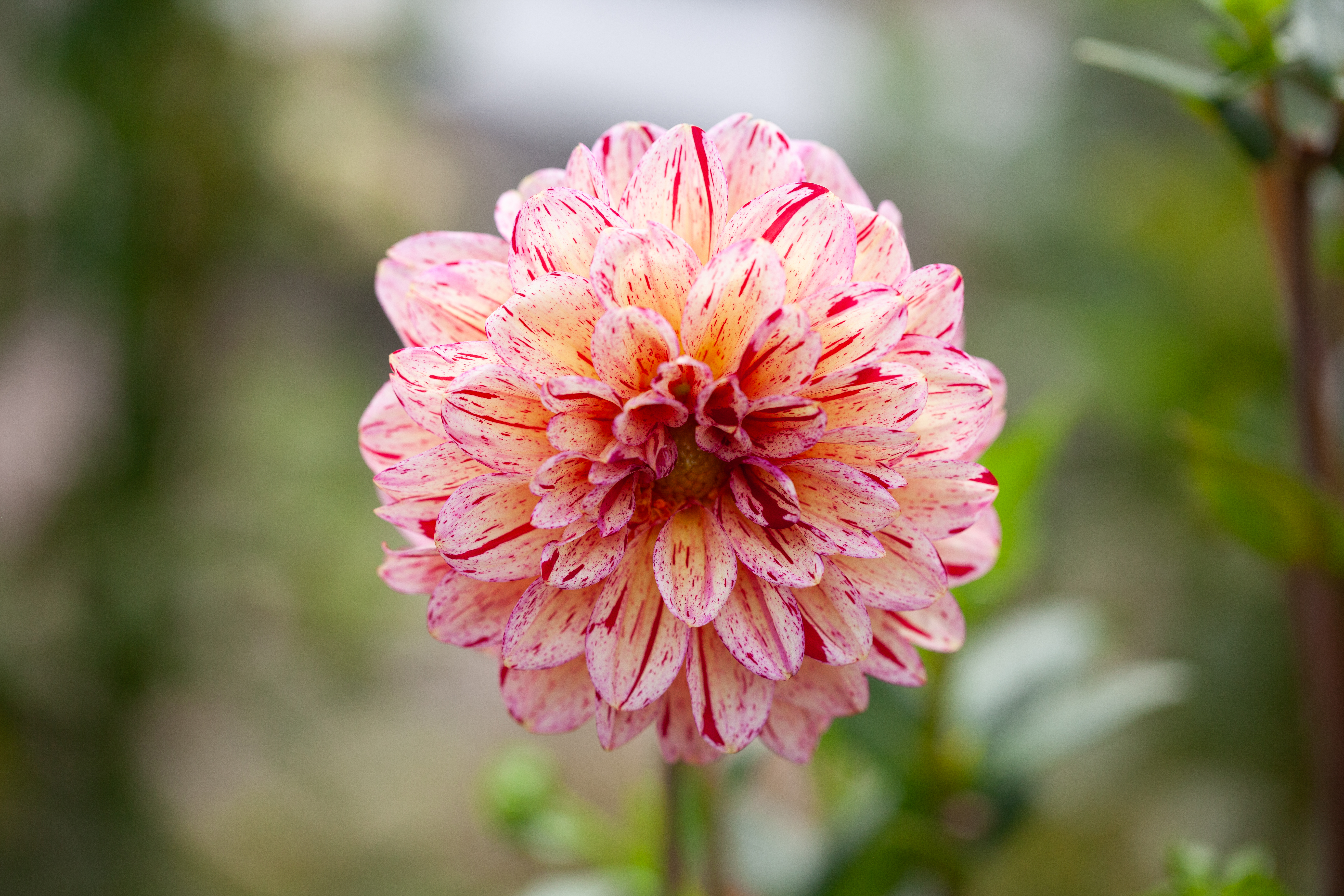 Carmen Fiesta dahlia
