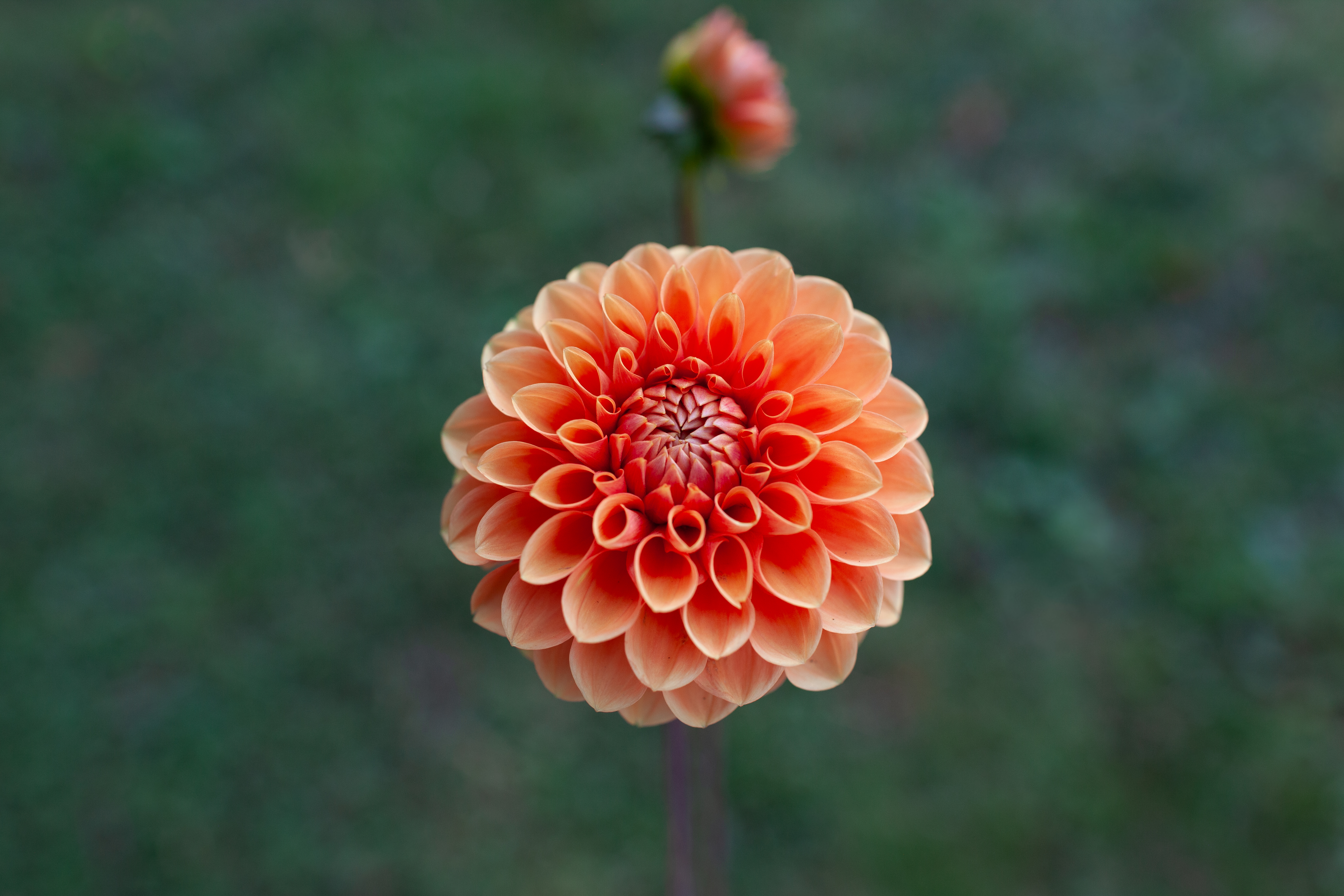 Catalina dahlia