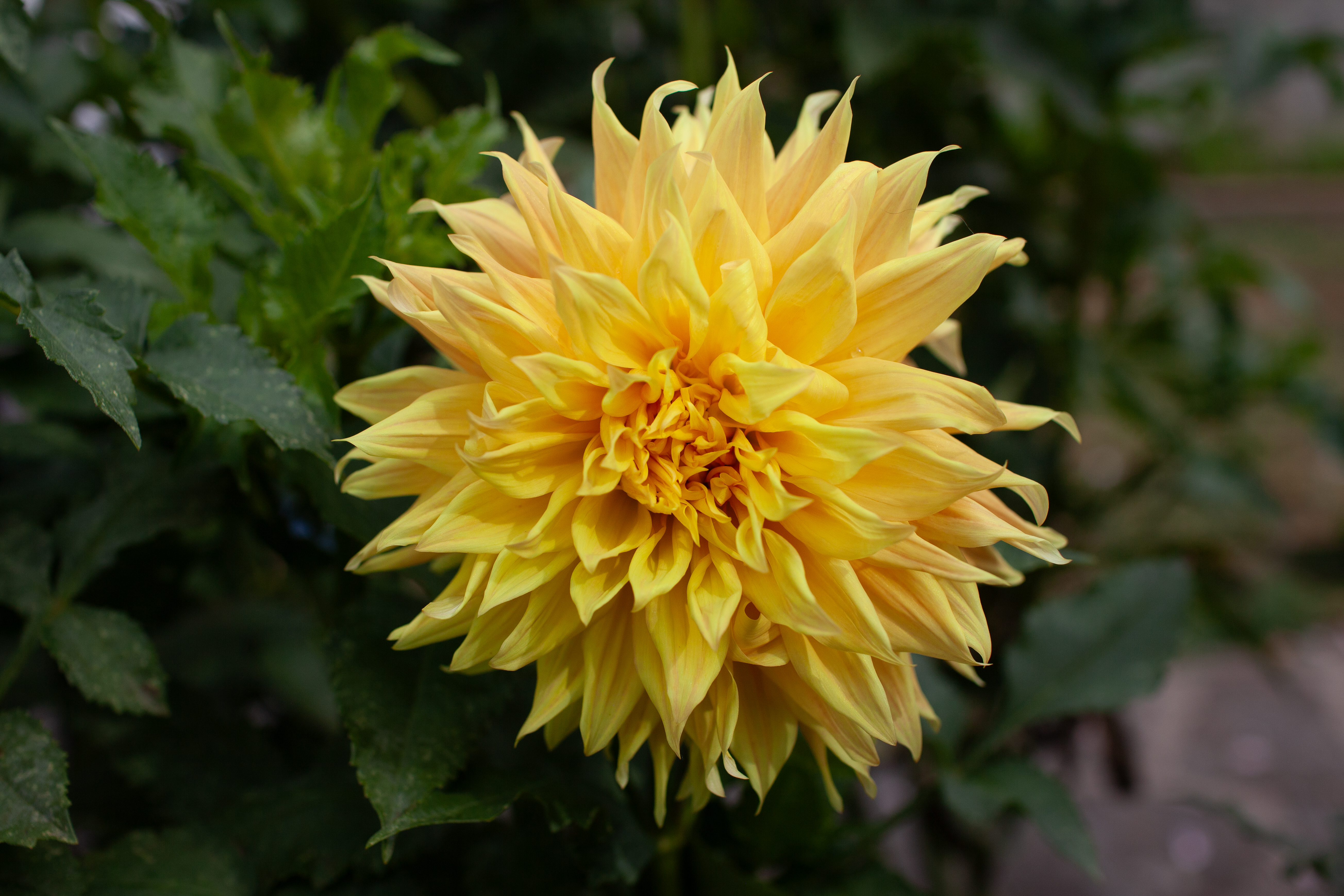 Bonaventure dahlia