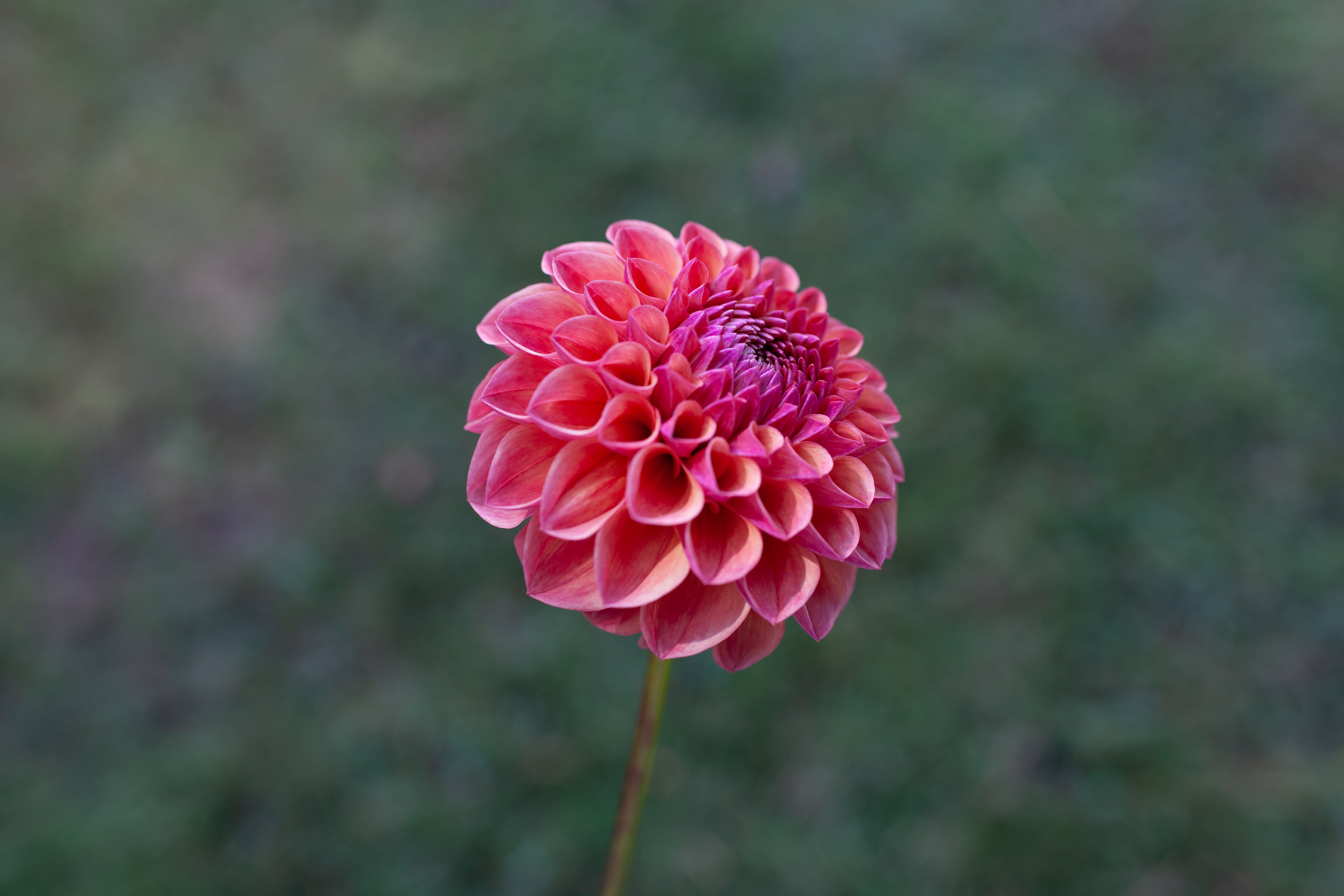 Cecil dahlia