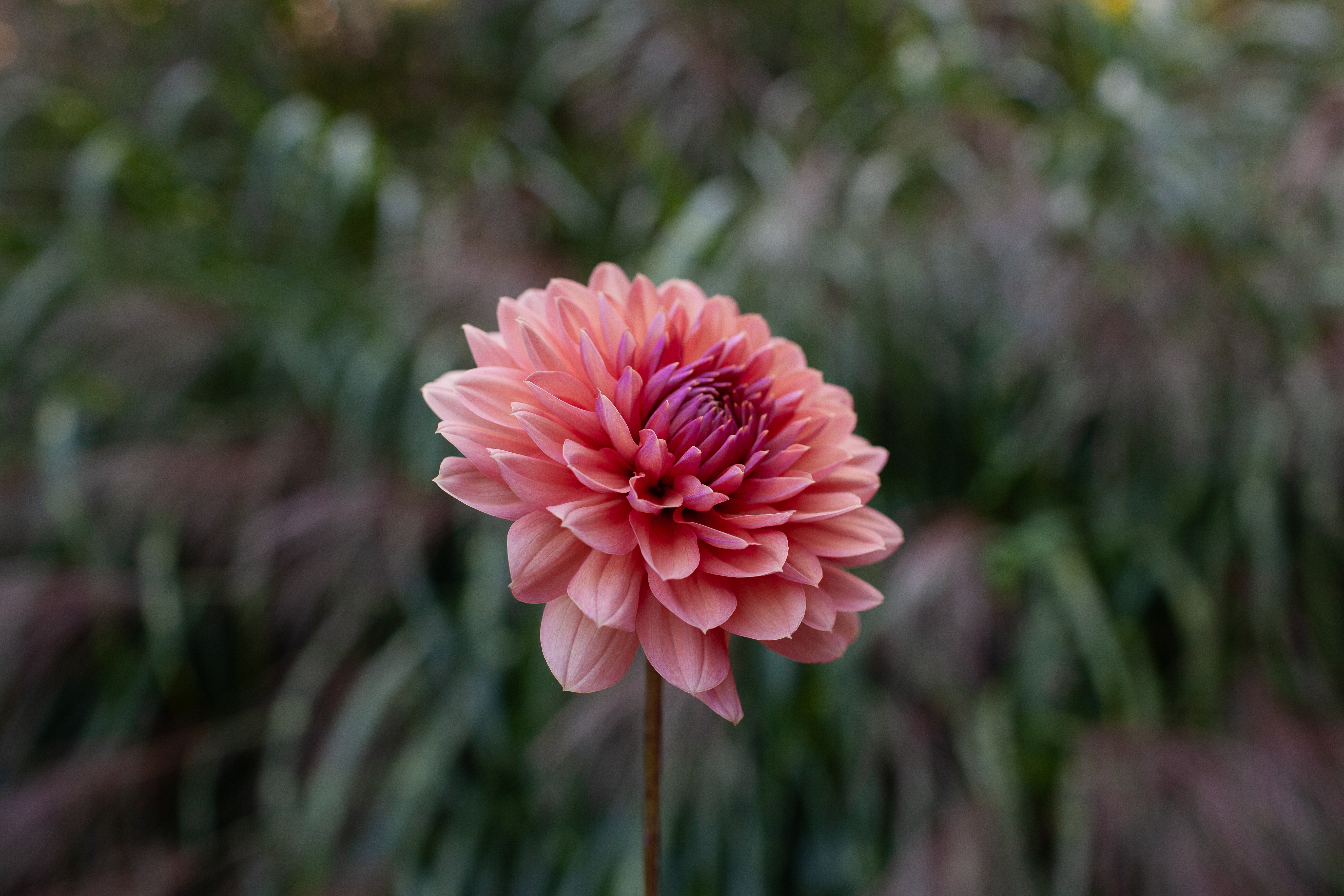 Chateau De La Bourdaisiere dahlia