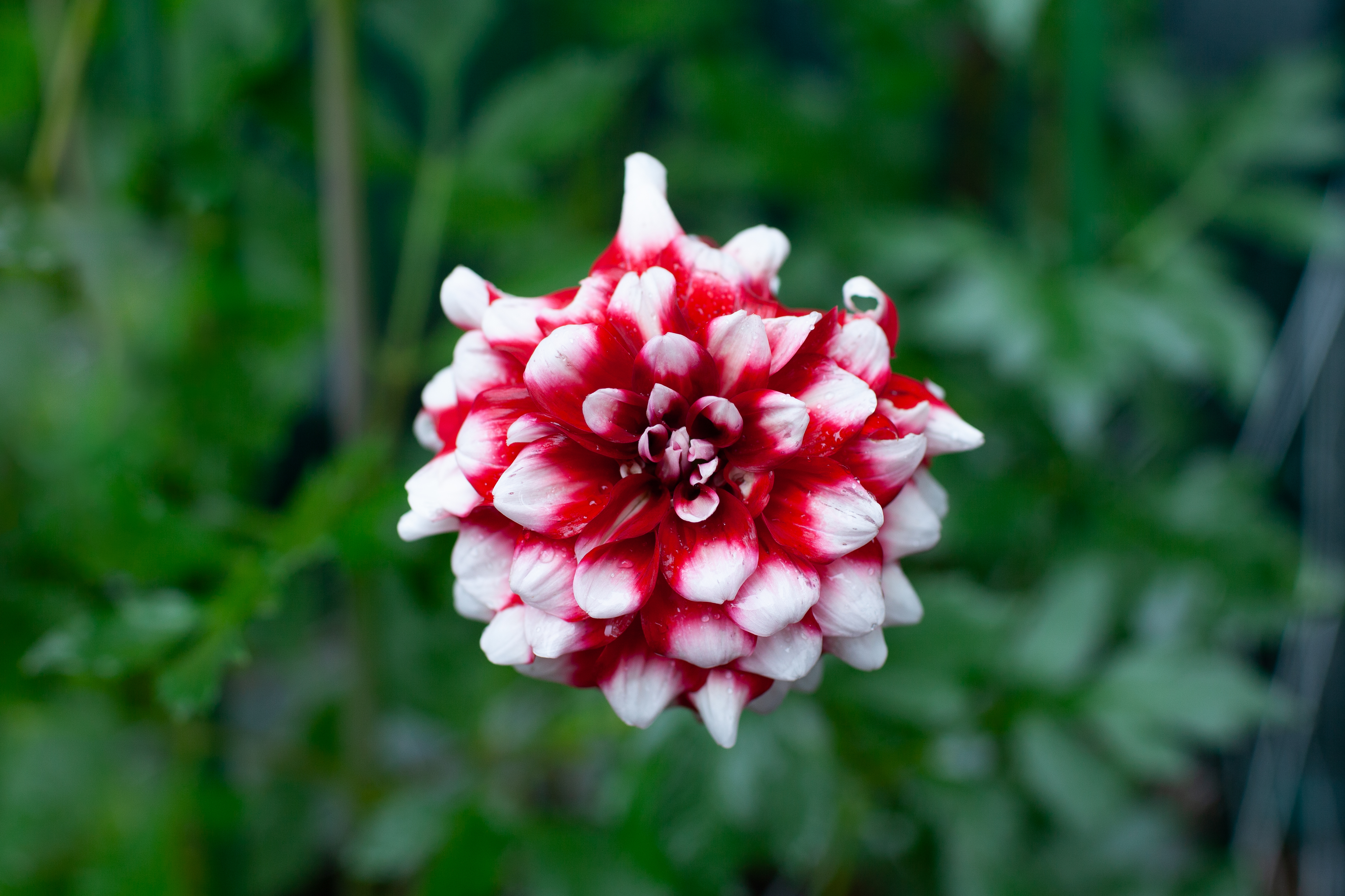 Checkers dahlia