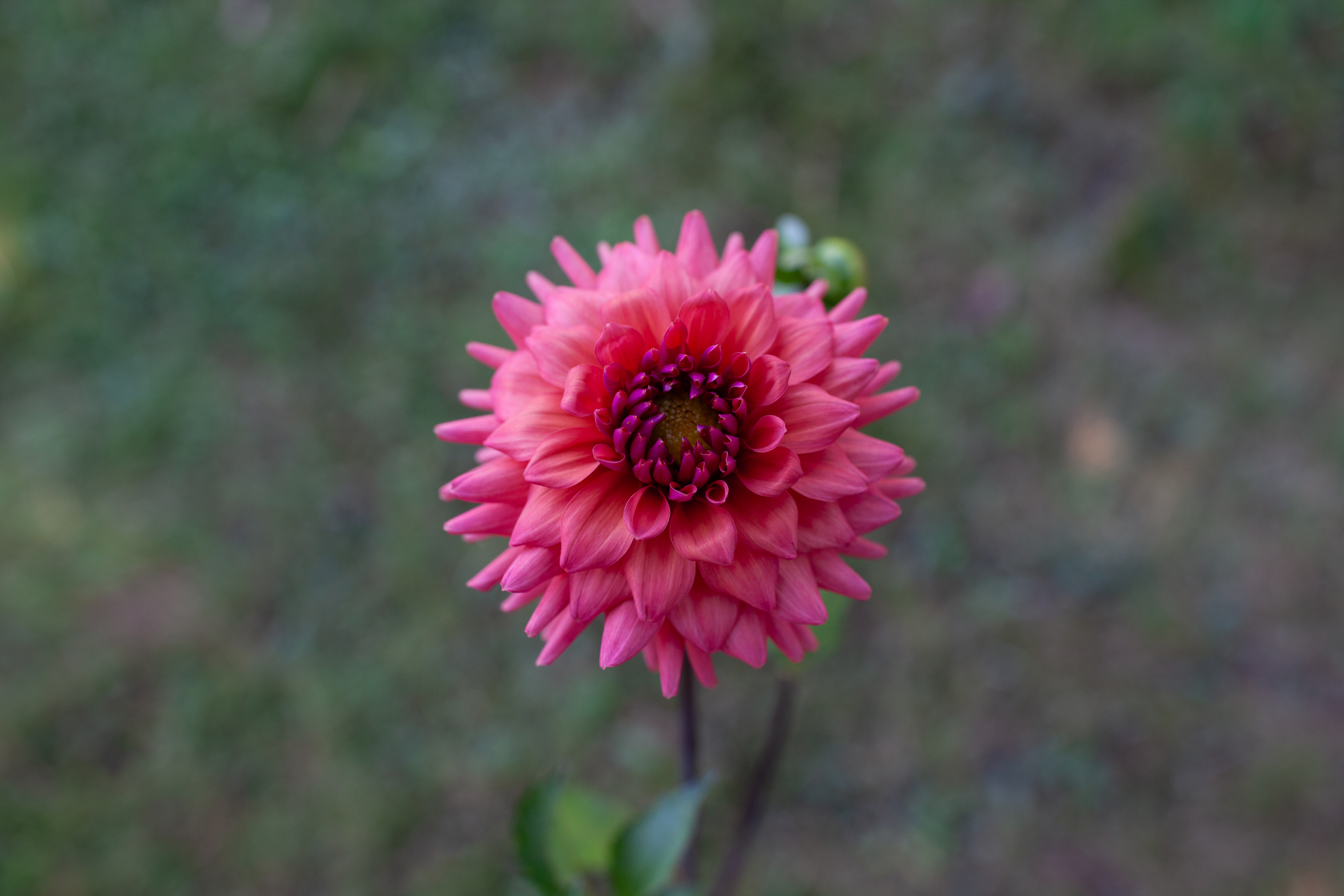 Cheers dahlia