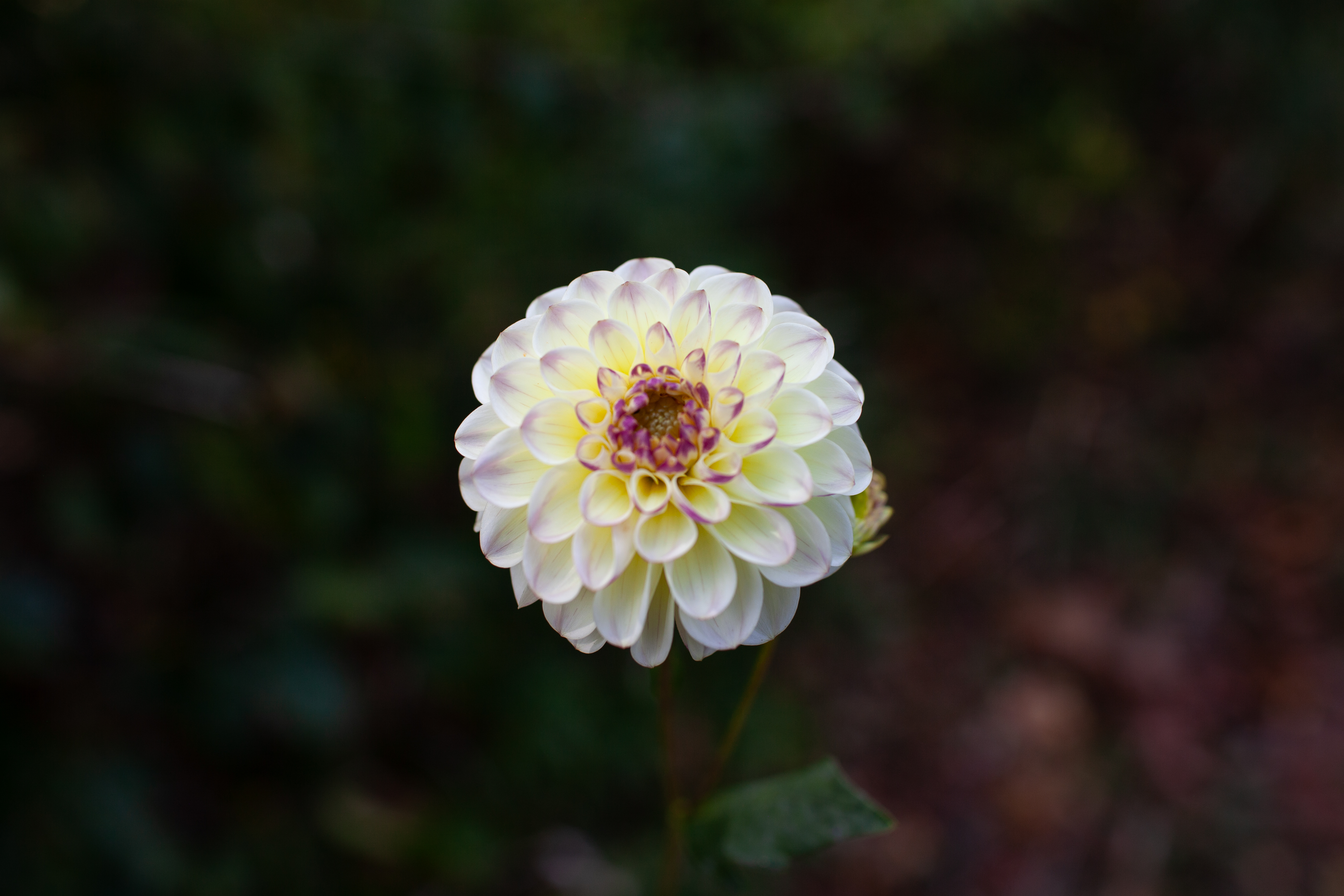 Cherish dahlia