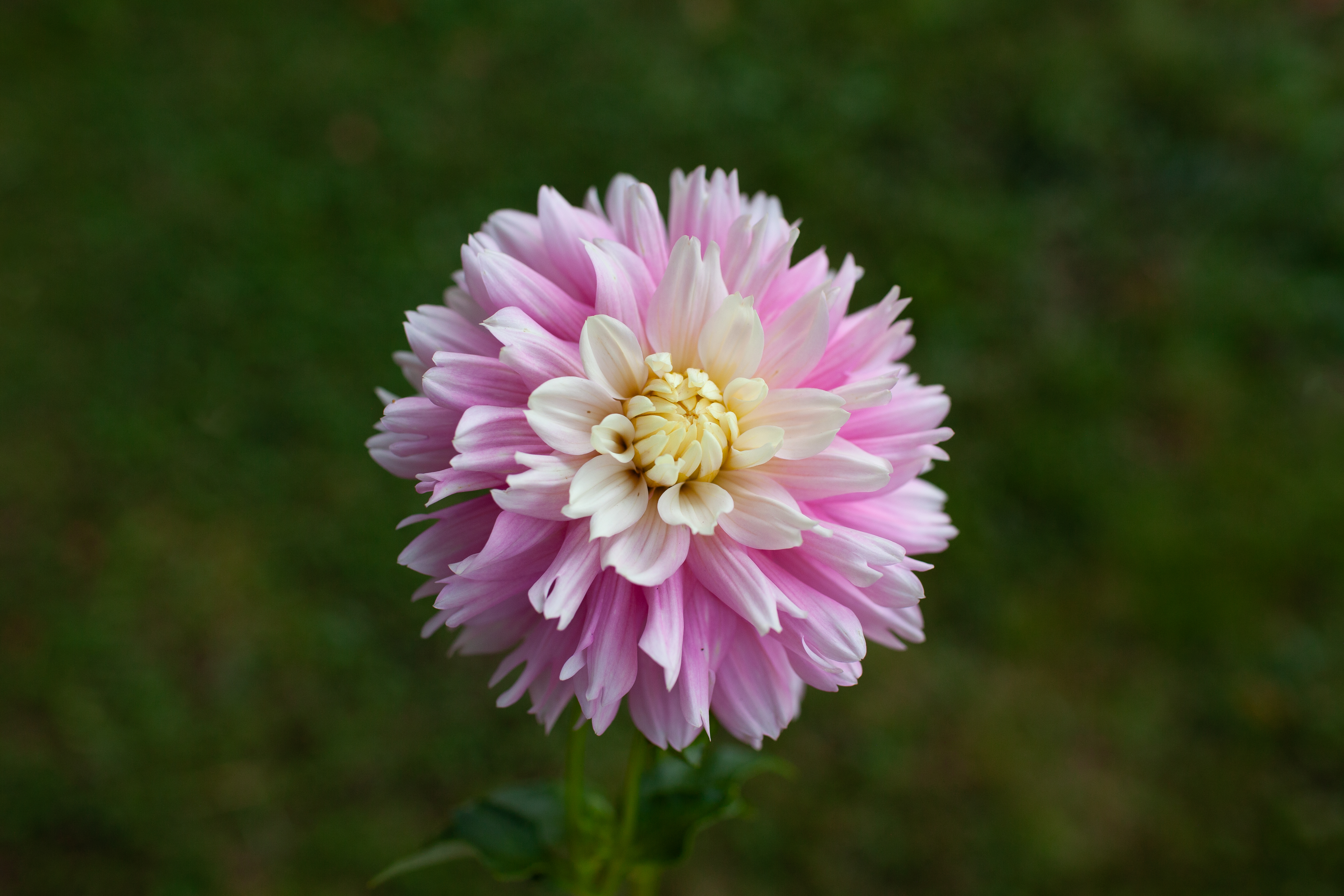 Chilson's Pride dahlia