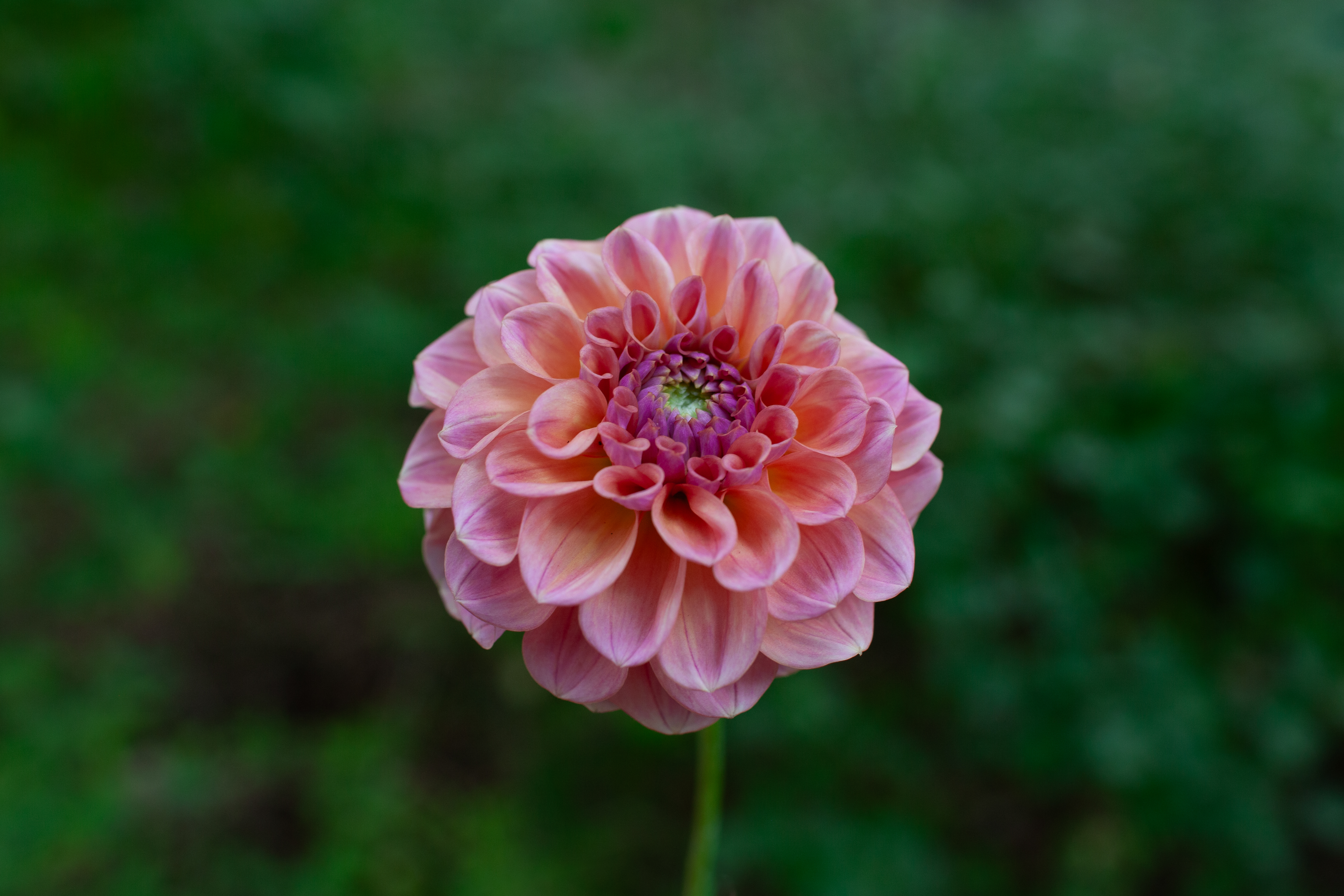 Chewy dahlia