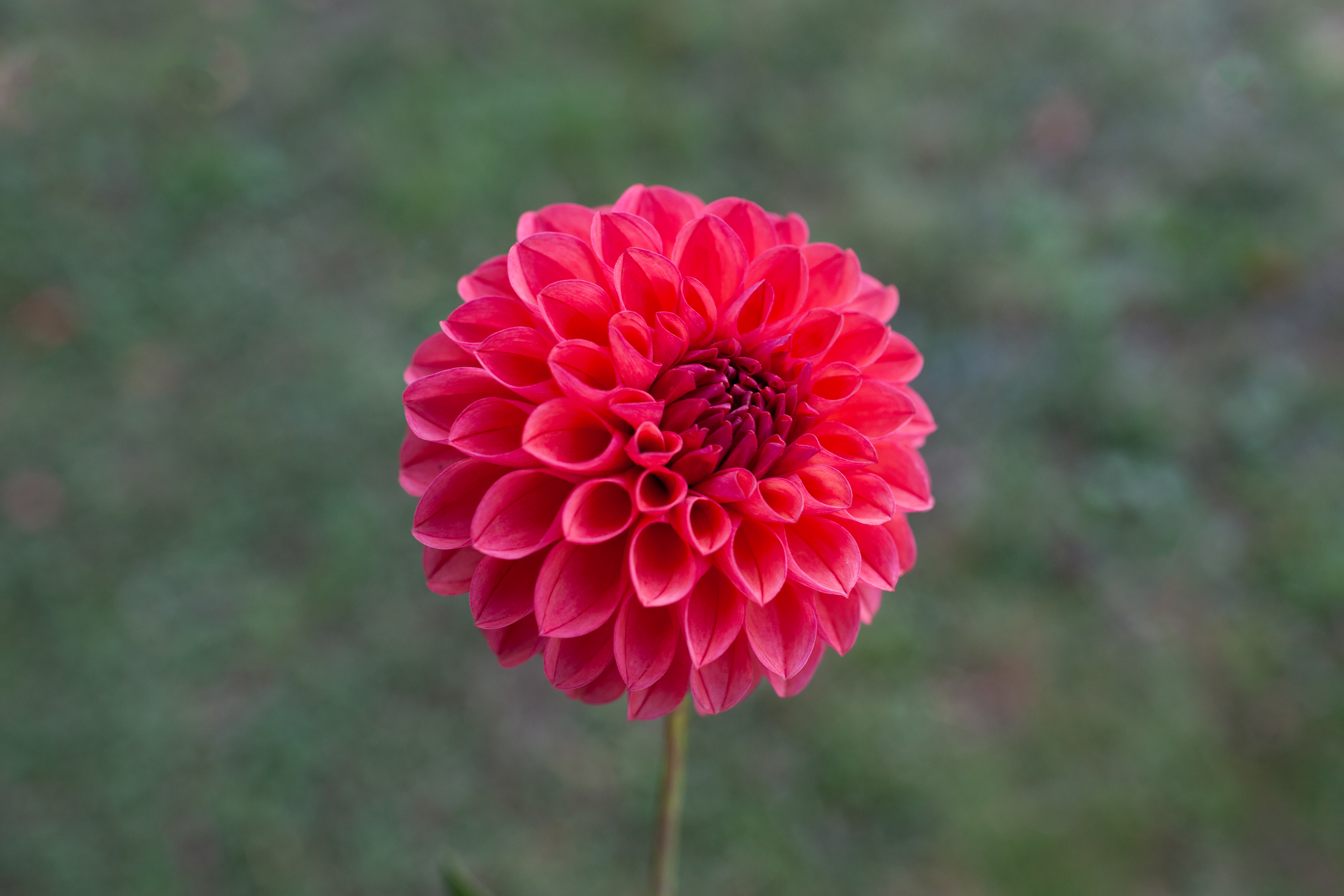 Chimacum Nadjae dahlia