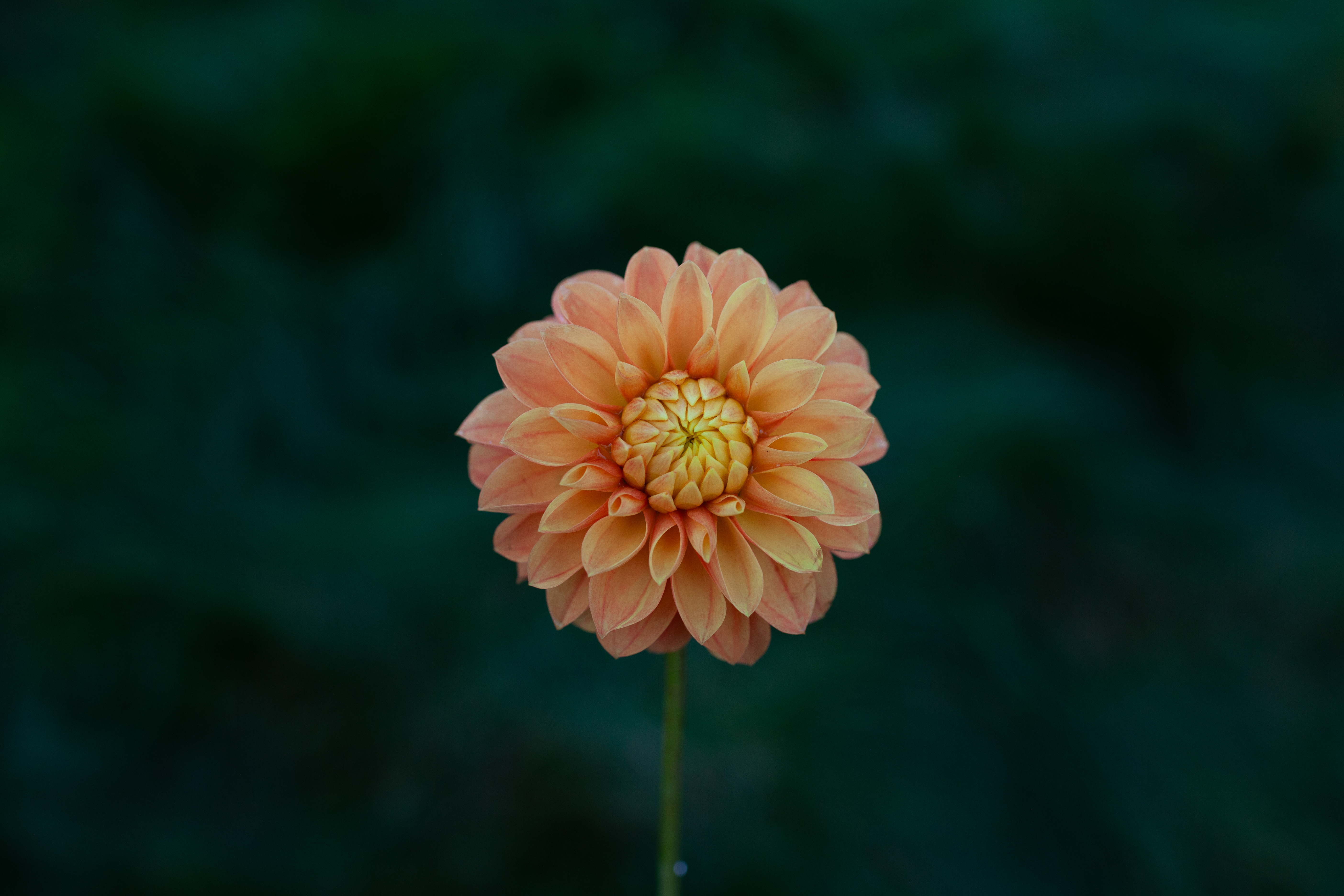 Clearview Emma dahlia