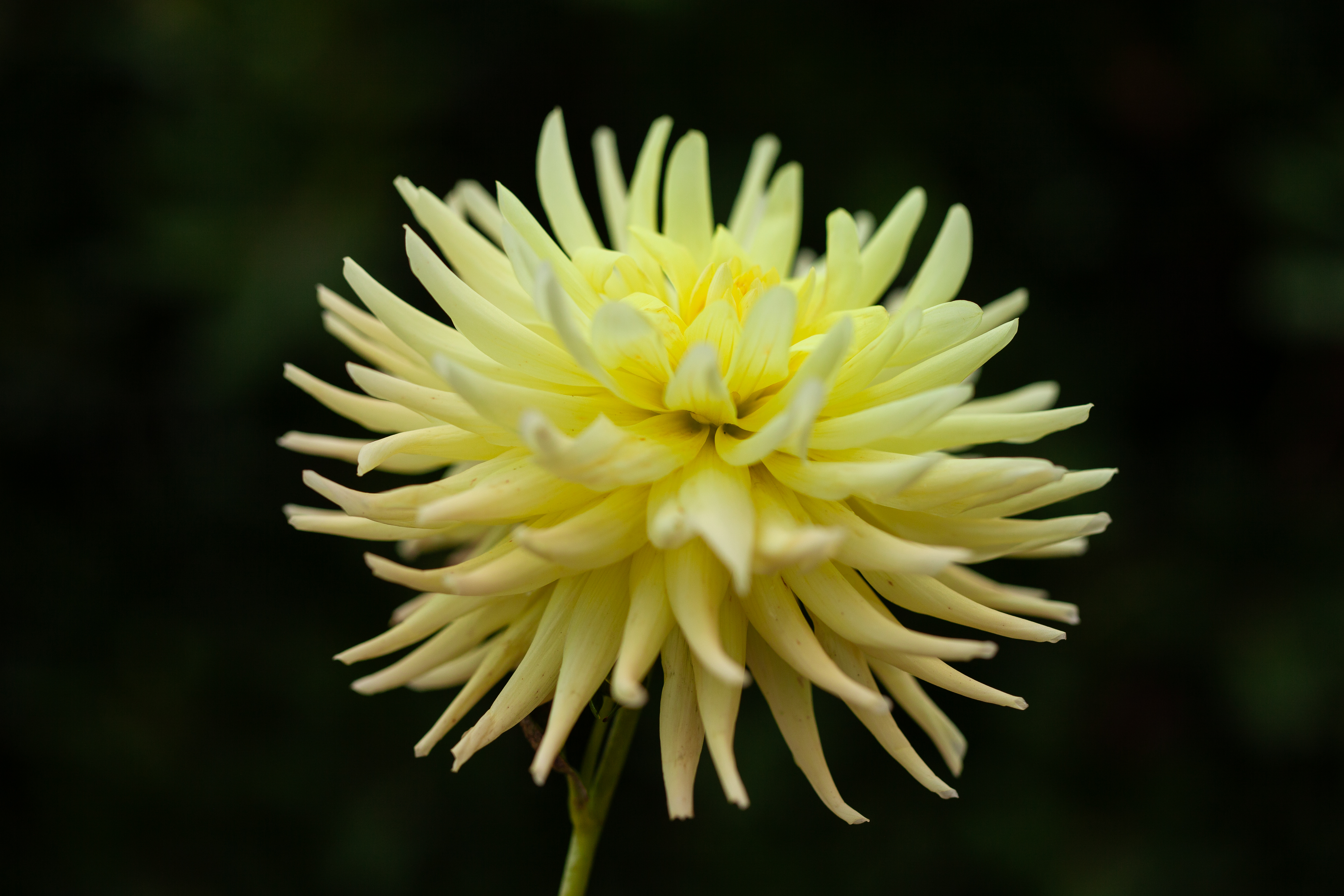 Clearview Genie dahlia