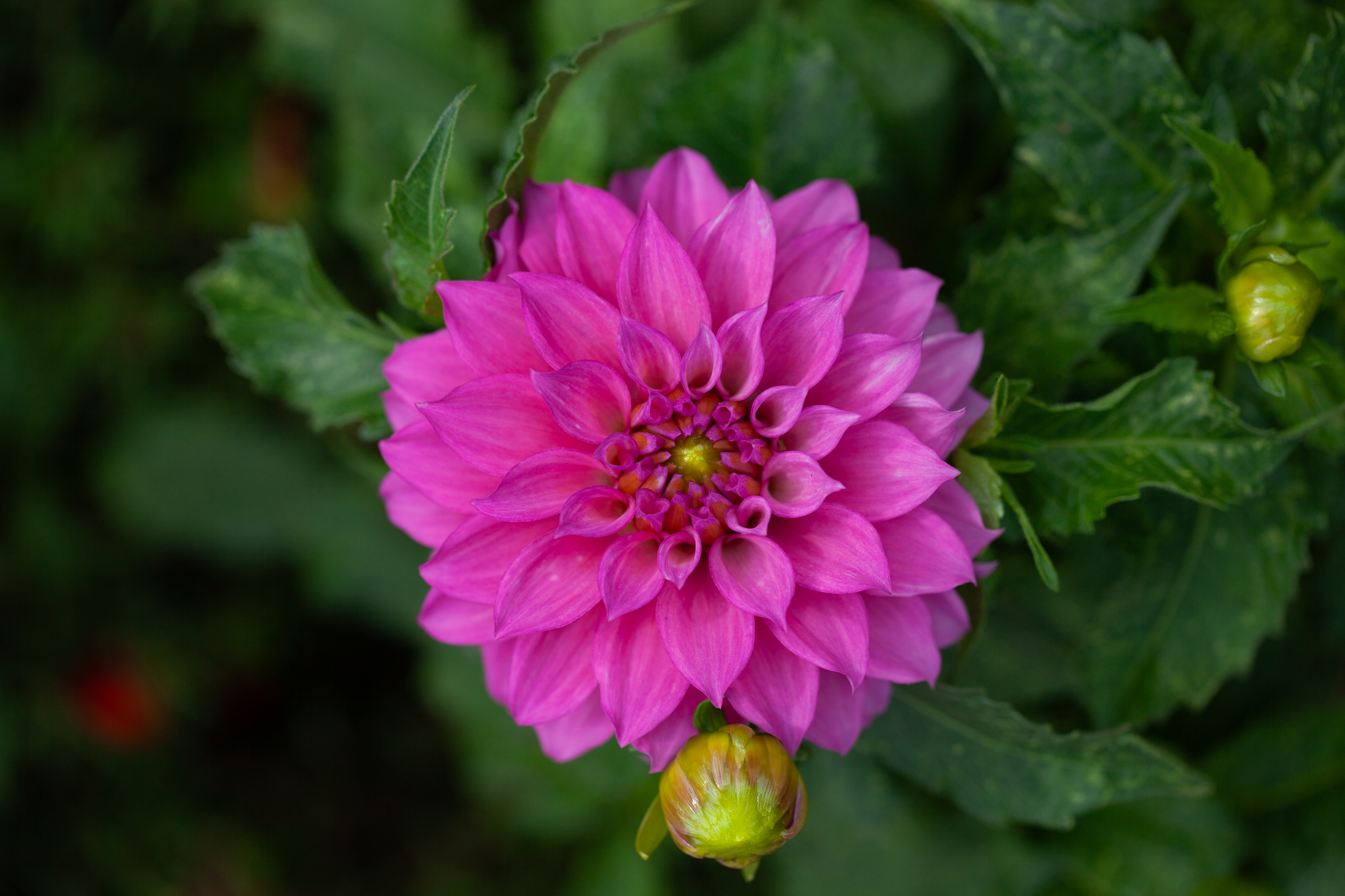 Clearview Jewell dahlia