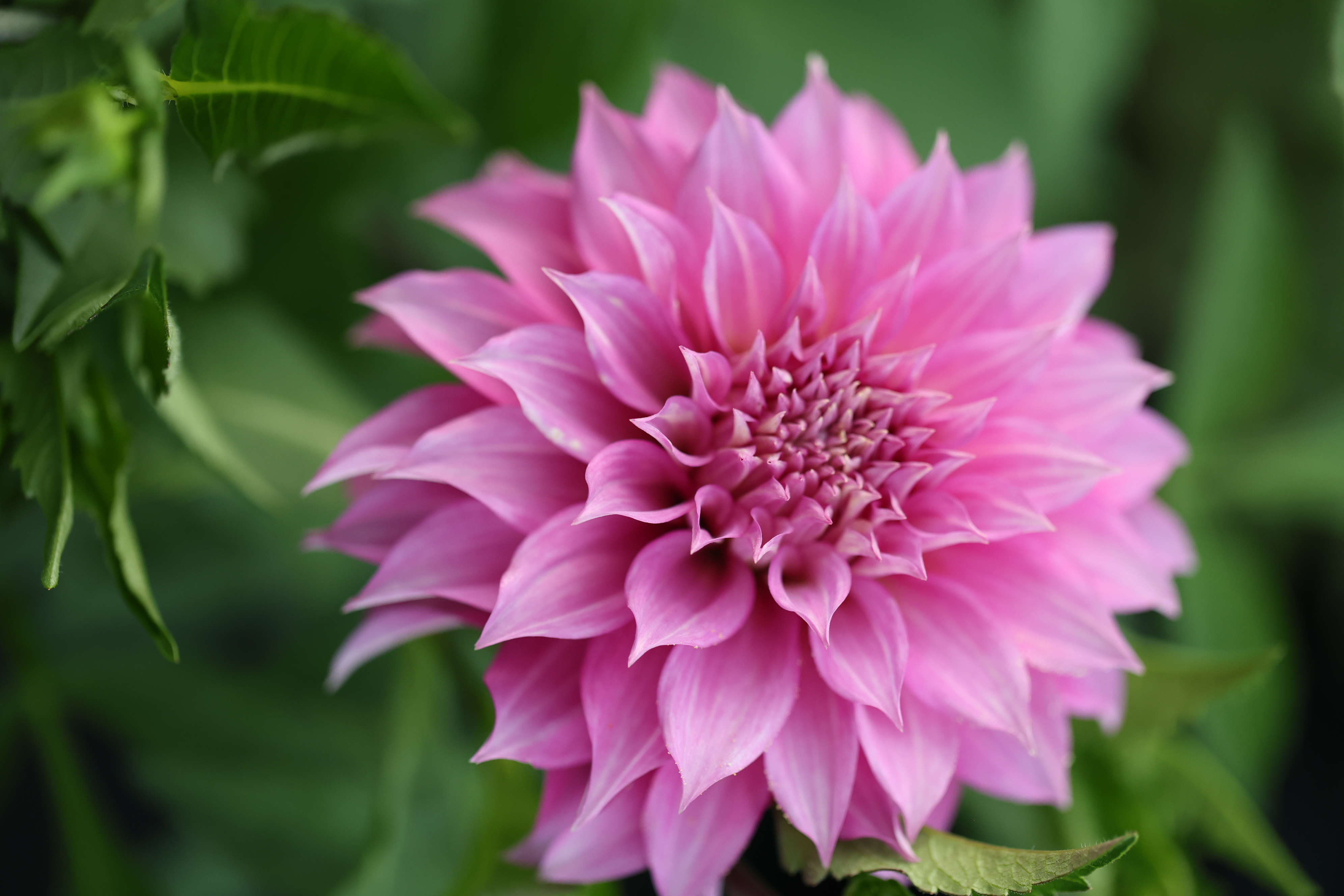 Clearview Lila dahlia