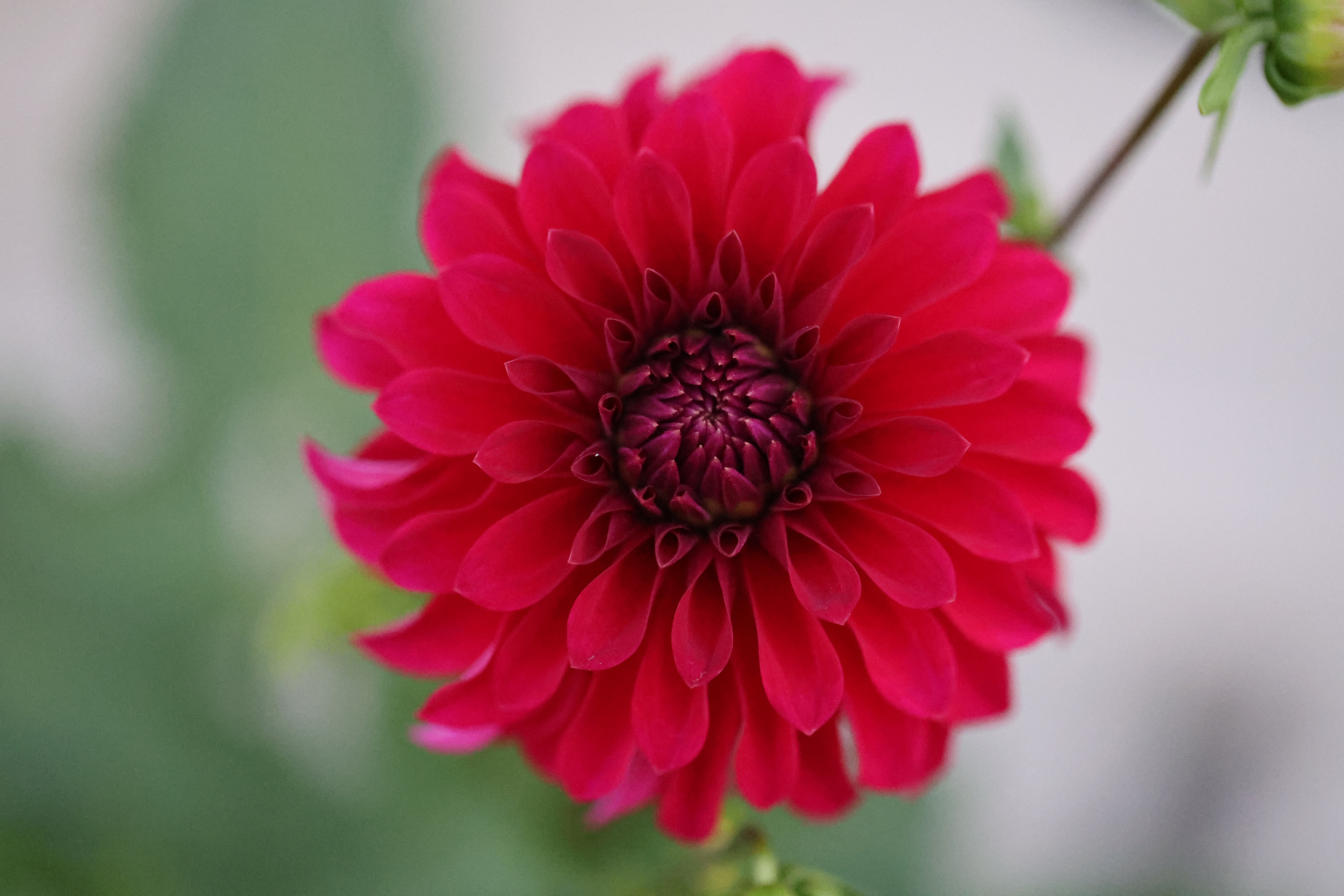 Clearview Nieve dahlia