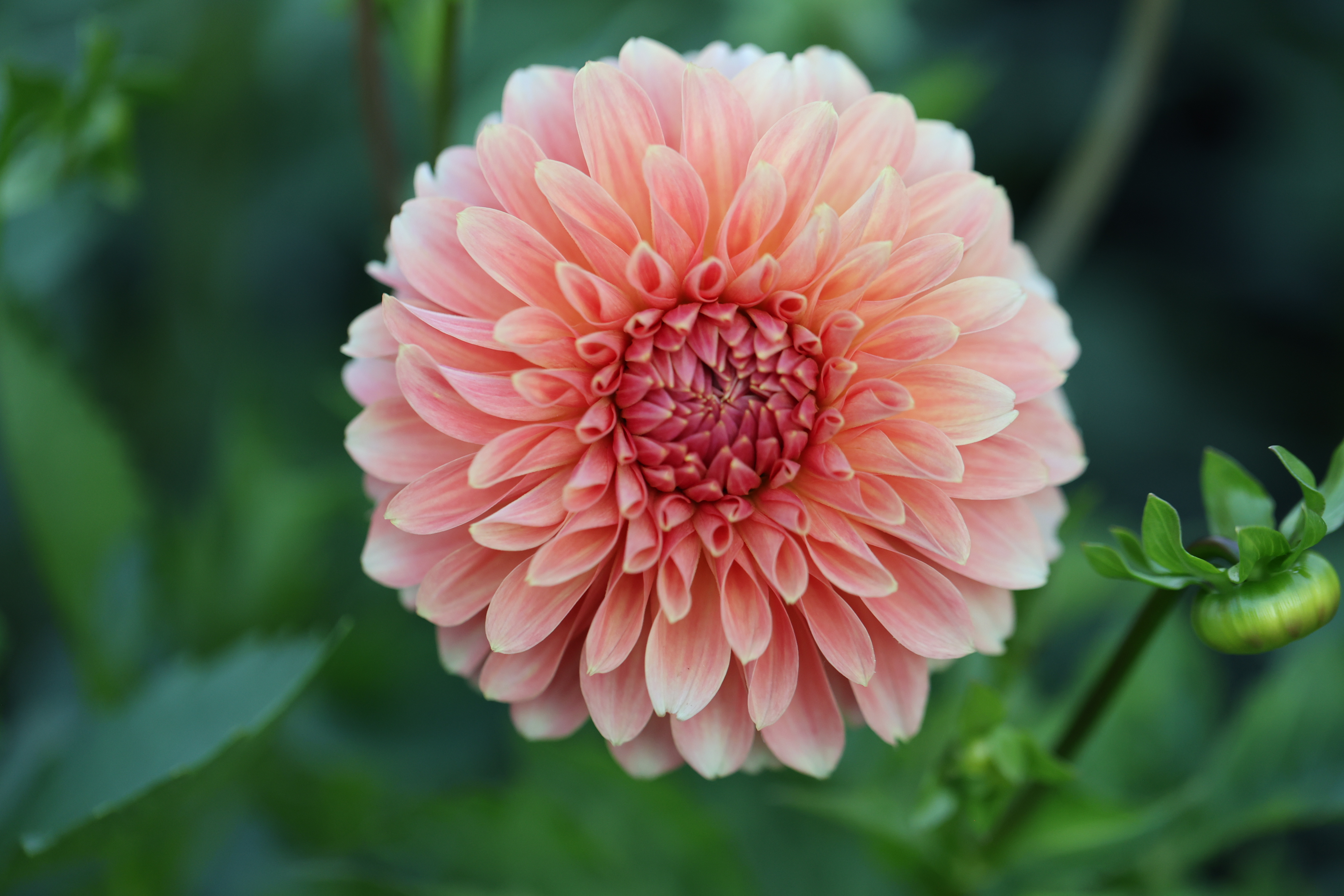 Clearview Pataha dahlia