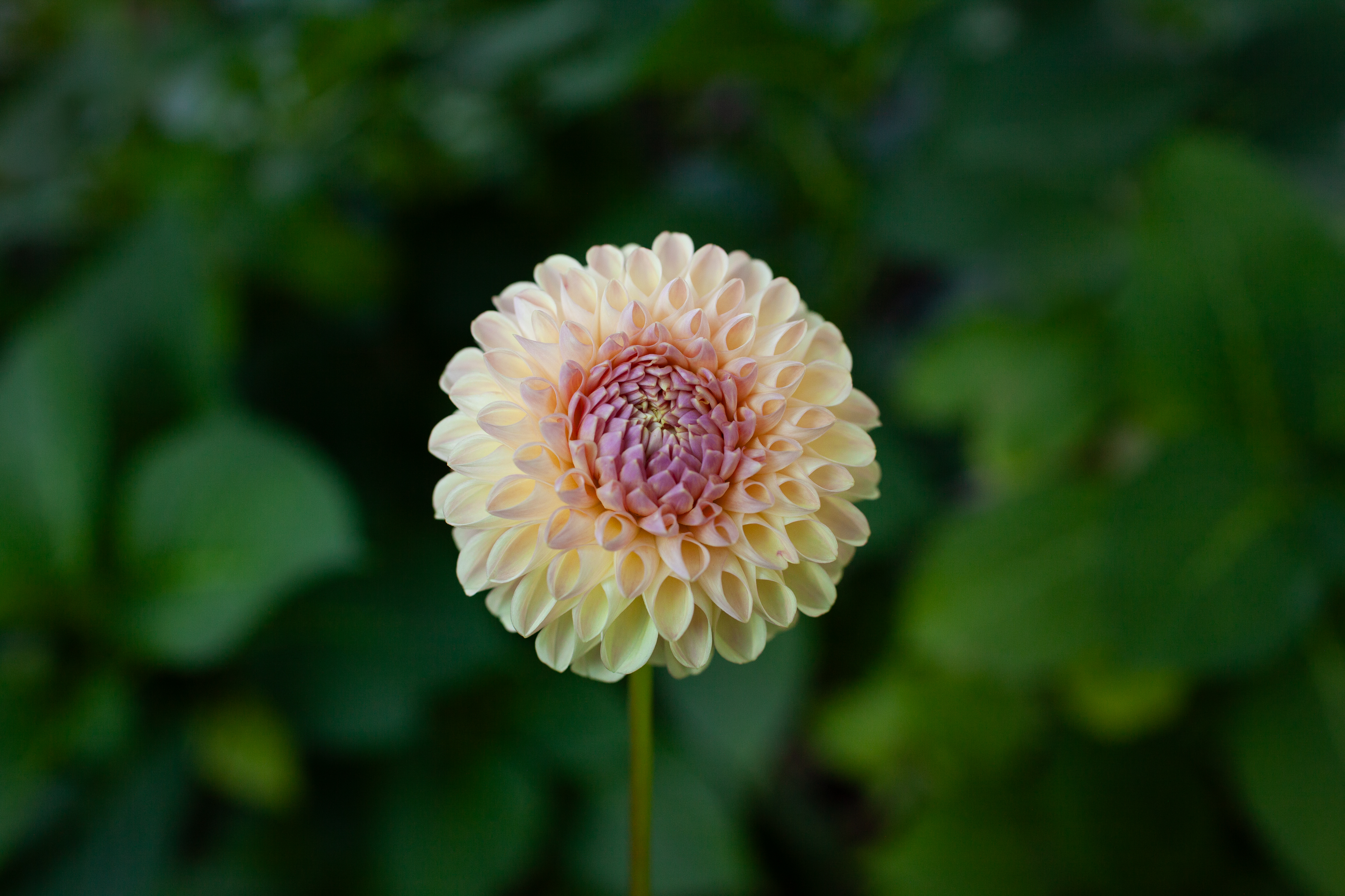 Clearview Peachy dahlia