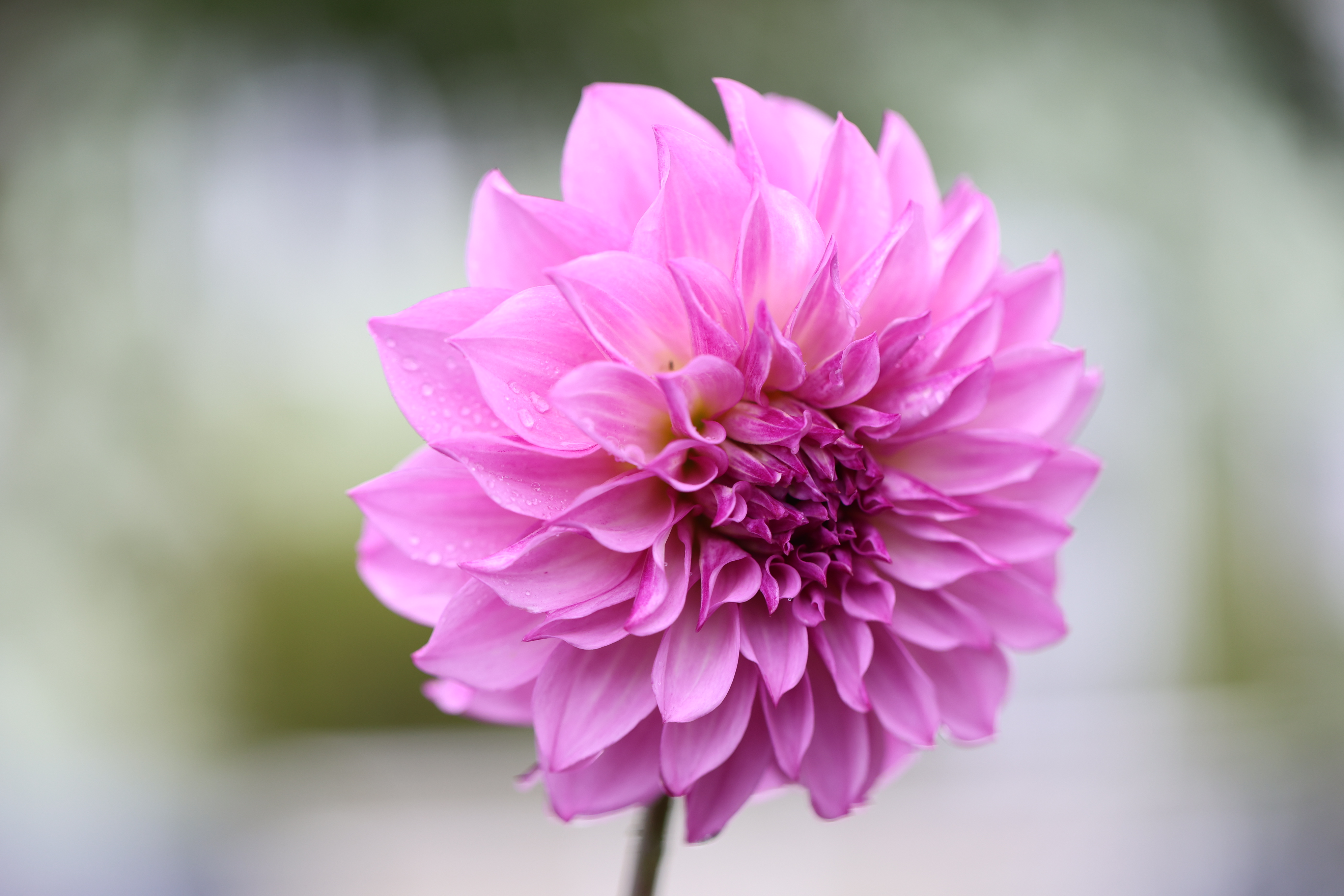 Cmf Fantastique dahlia