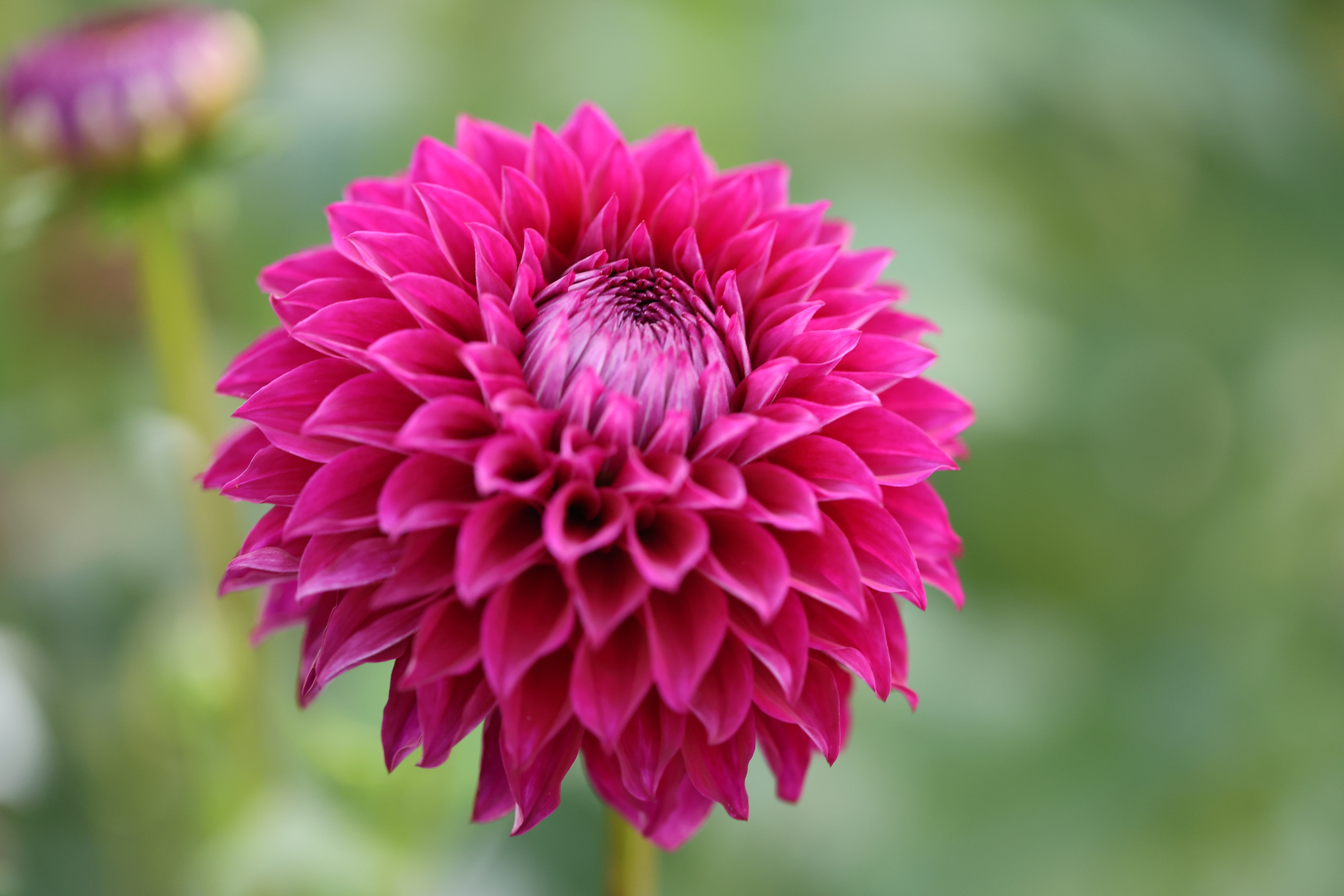 Colleen Mooney dahlia