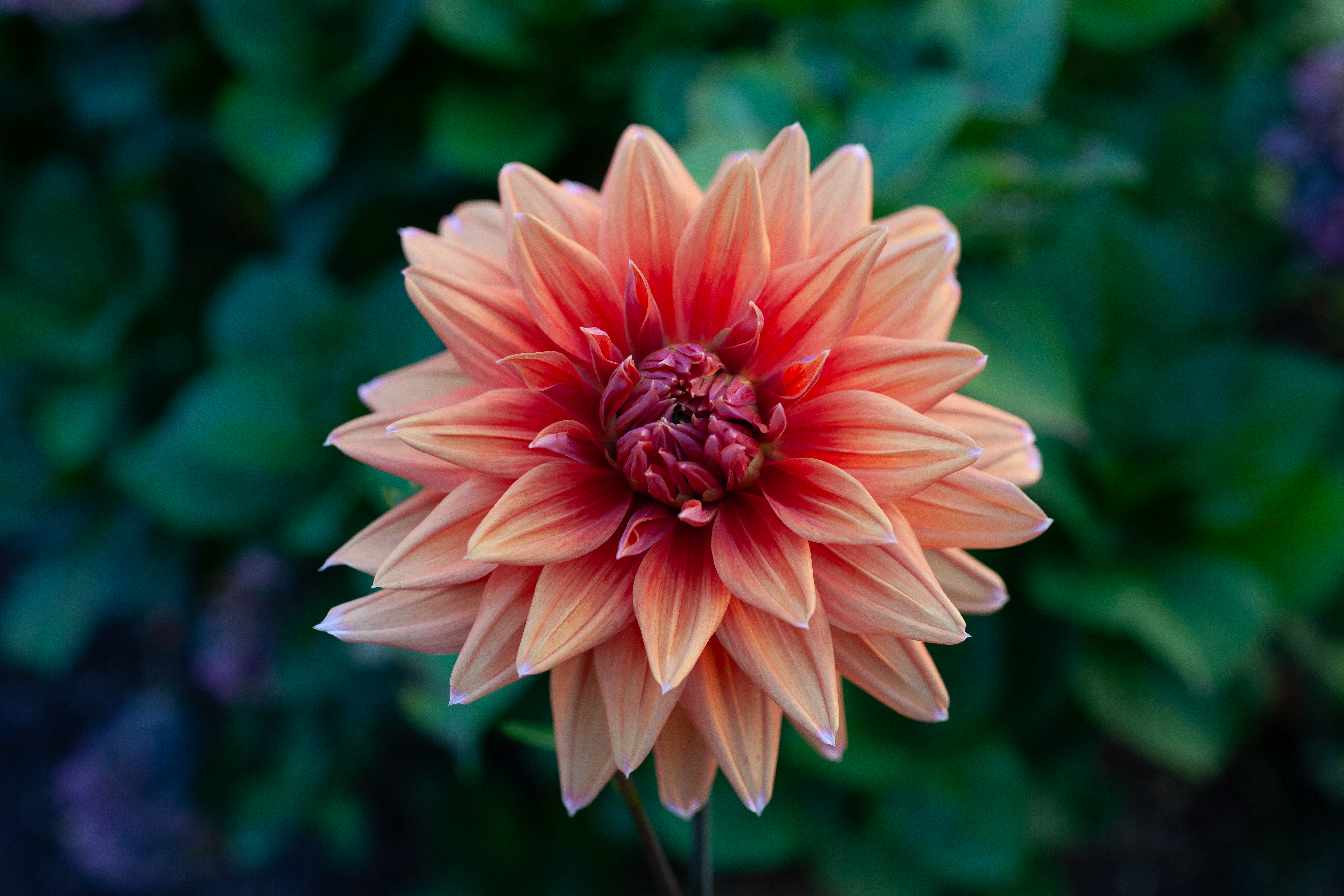 Color Spectacle dahlia