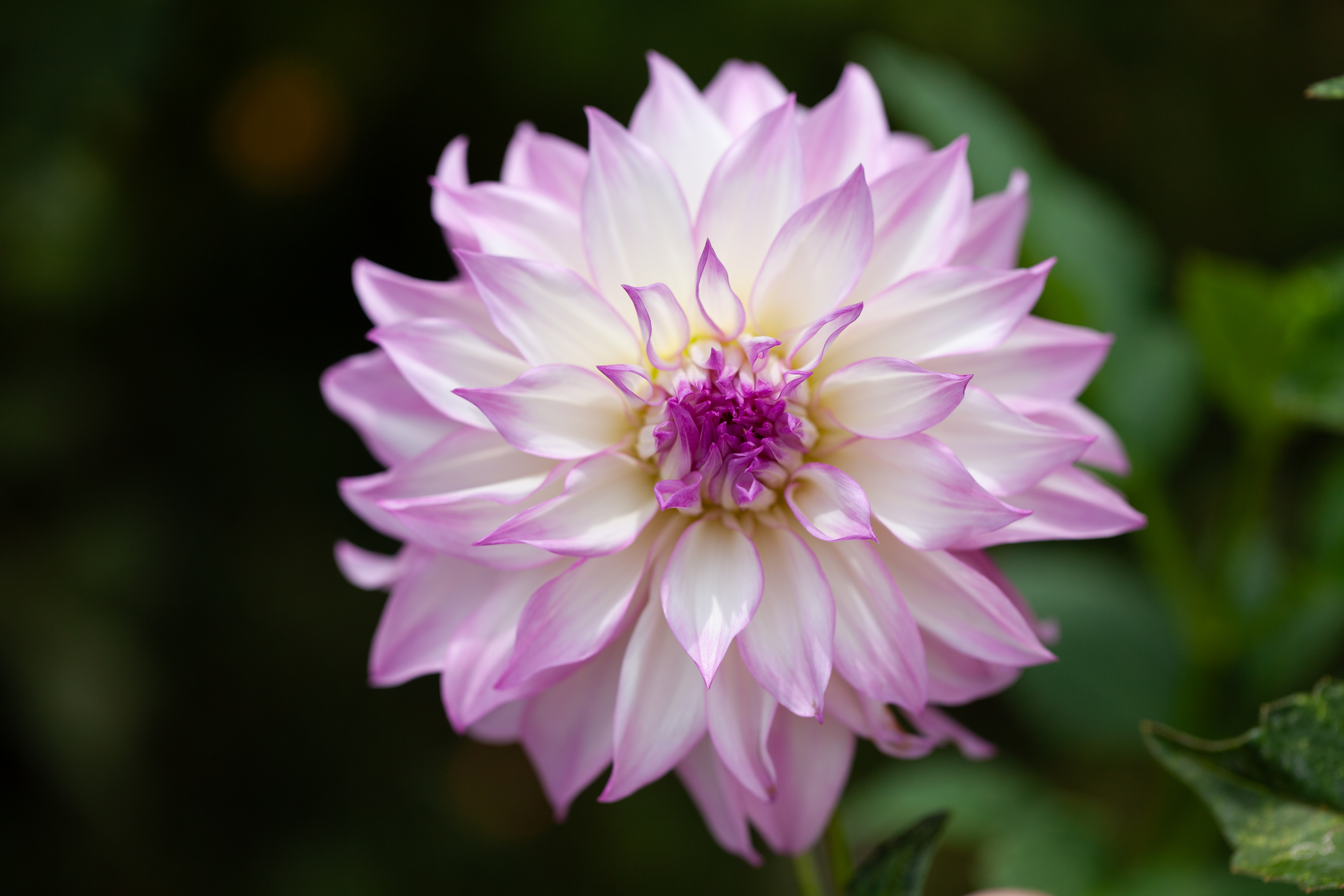 Colorado Classic dahlia