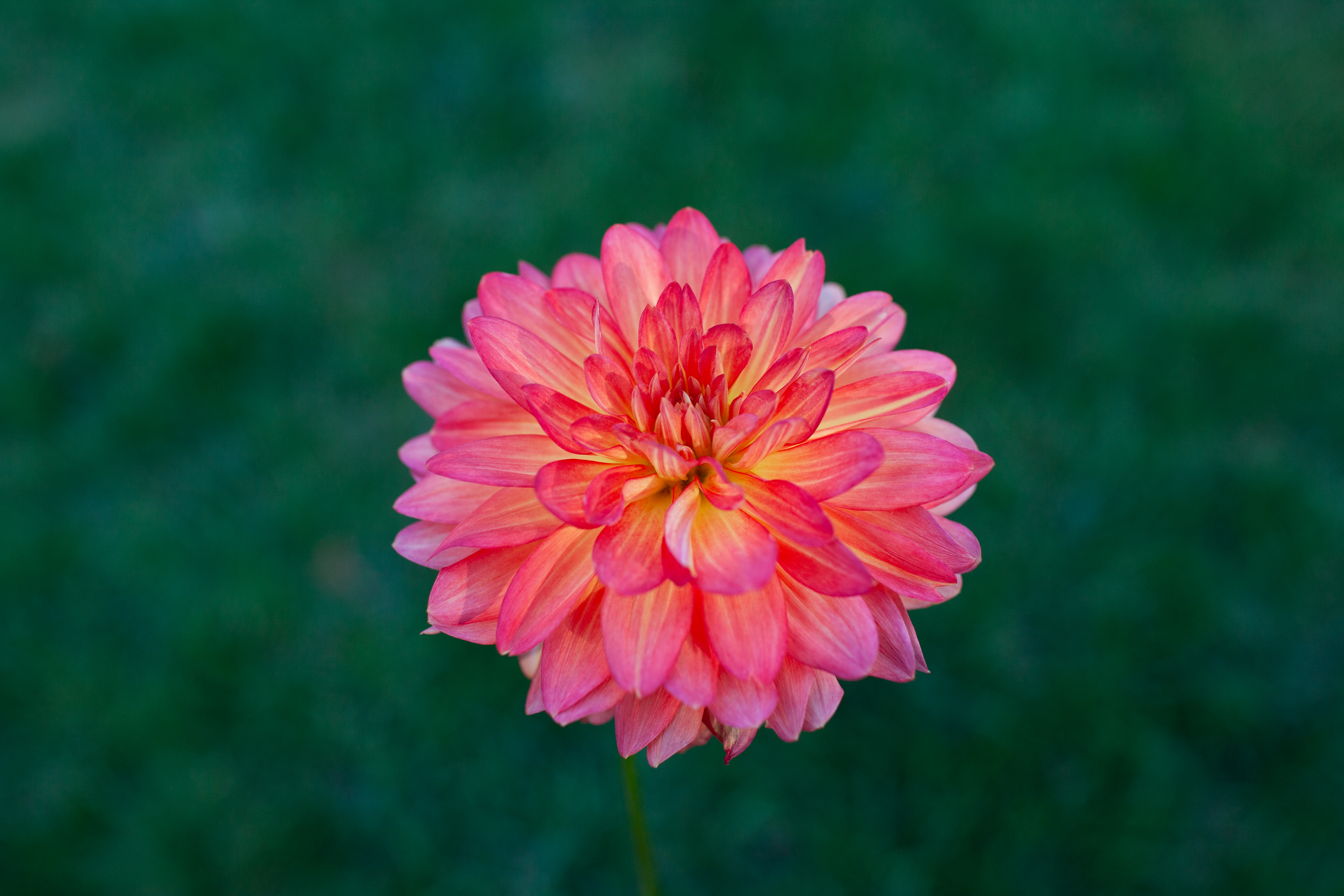 Cooper Blaine dahlia