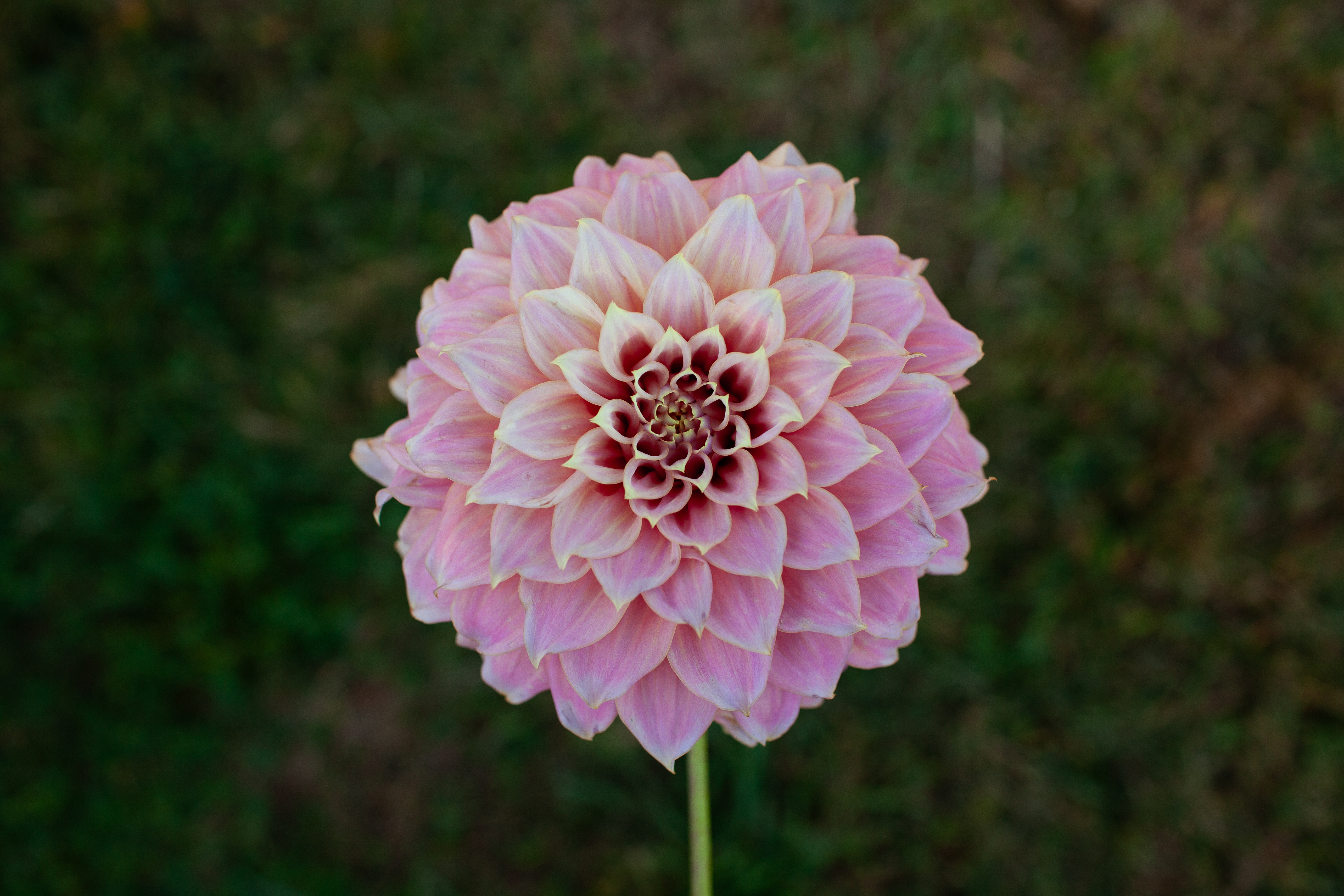 Coorabell Amy dahlia