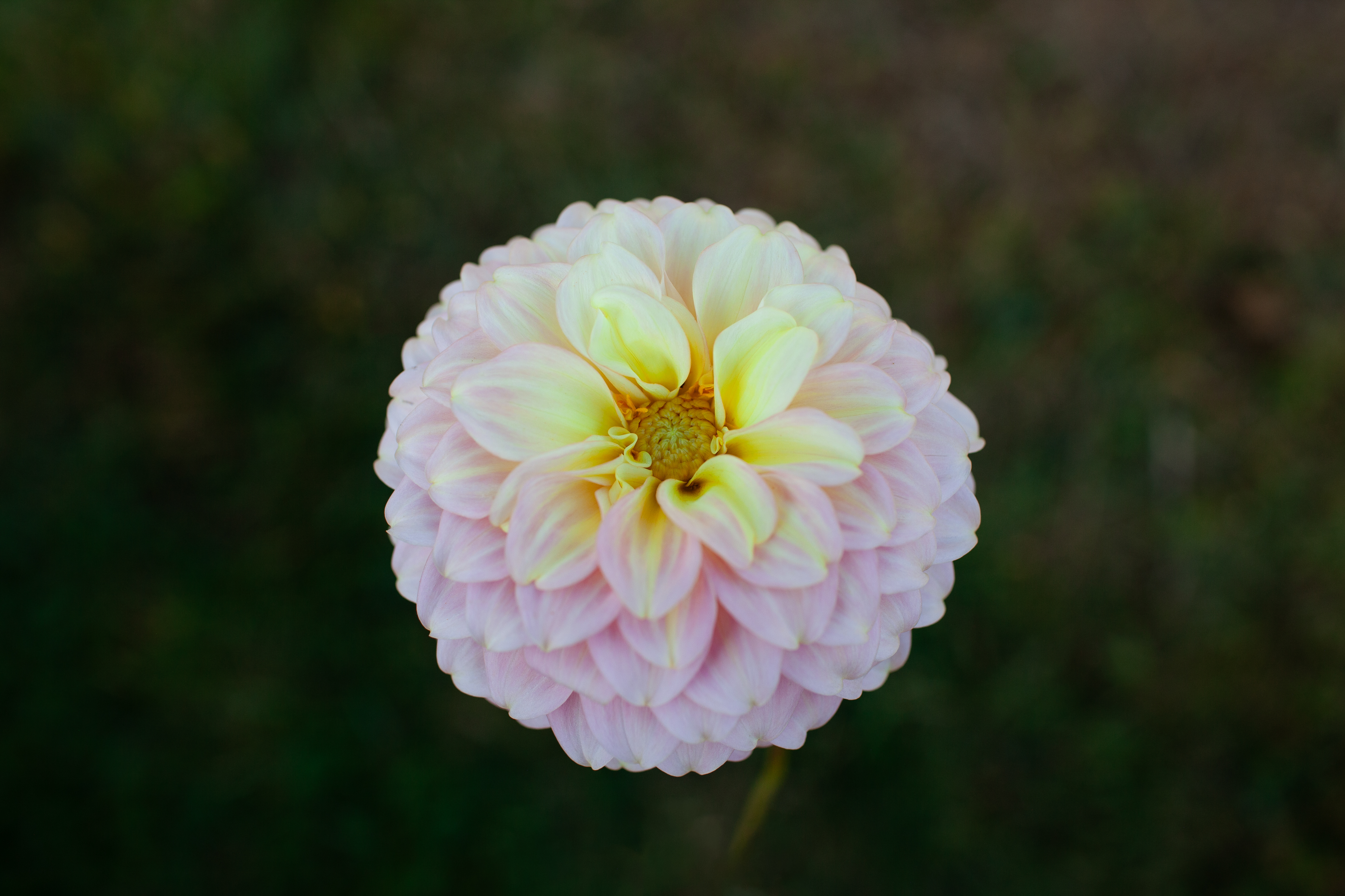 Coorabell Jessie dahlia