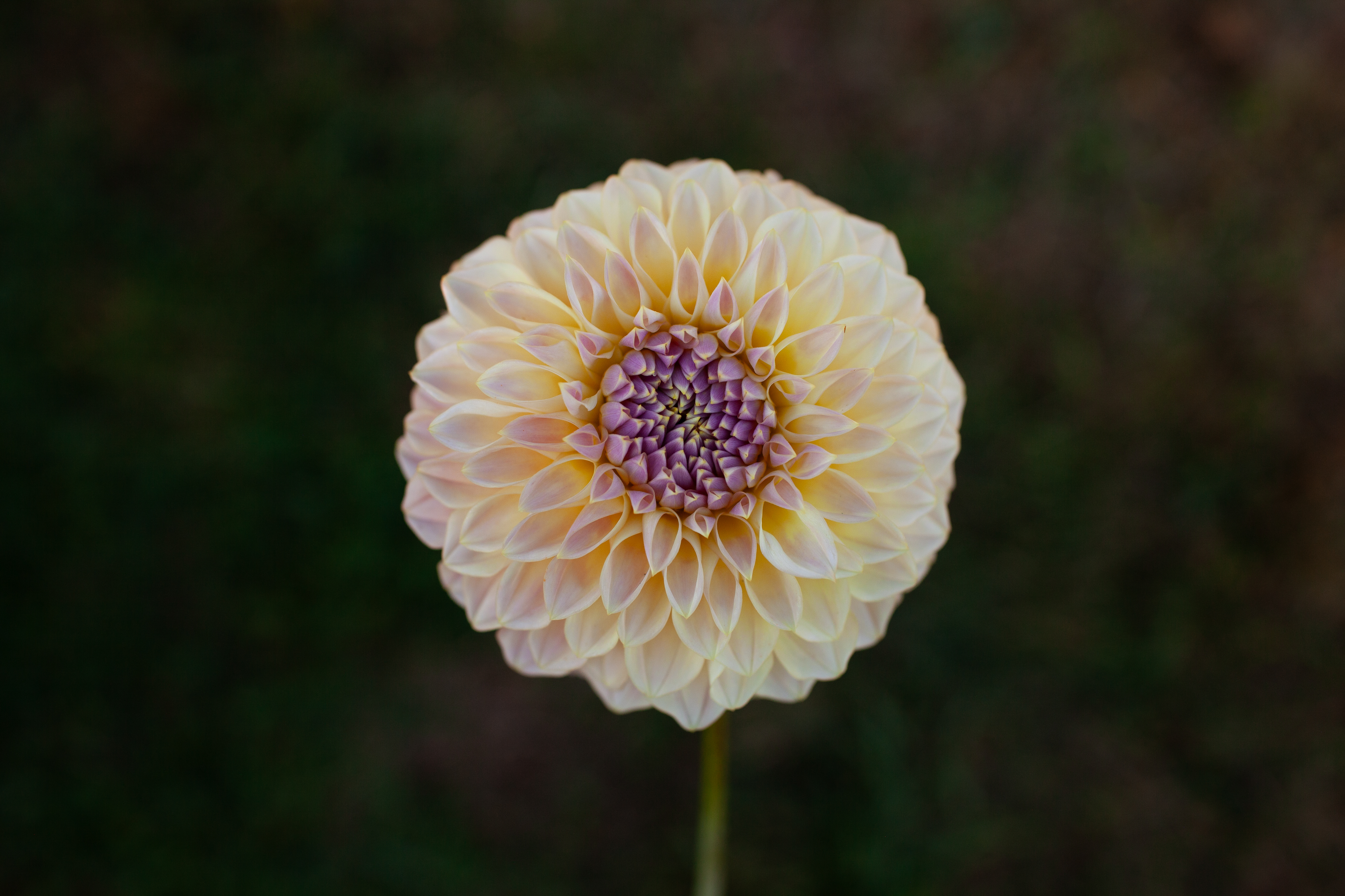 Coorabell Moonglow dahlia