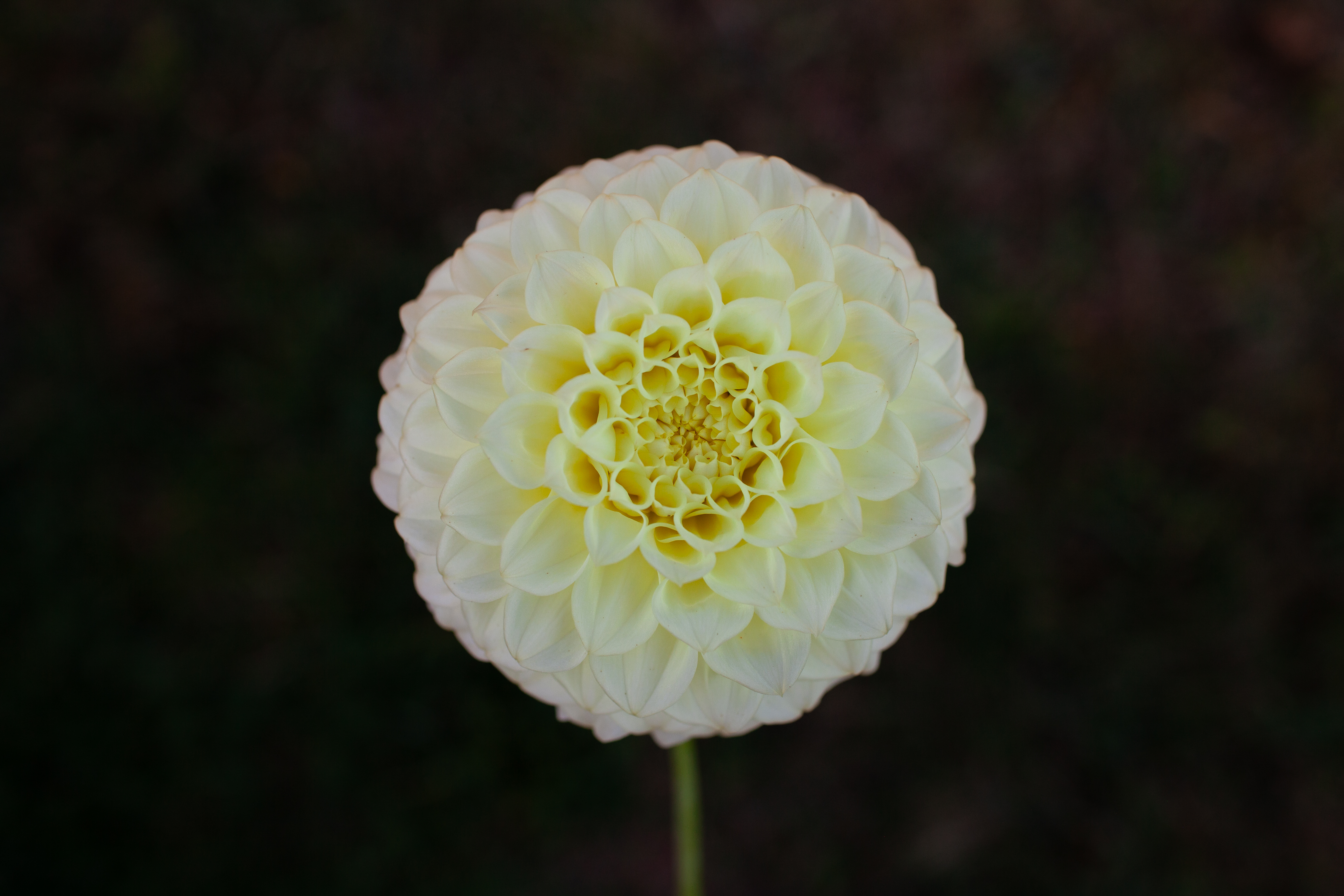 Coorabell Heather dahlia