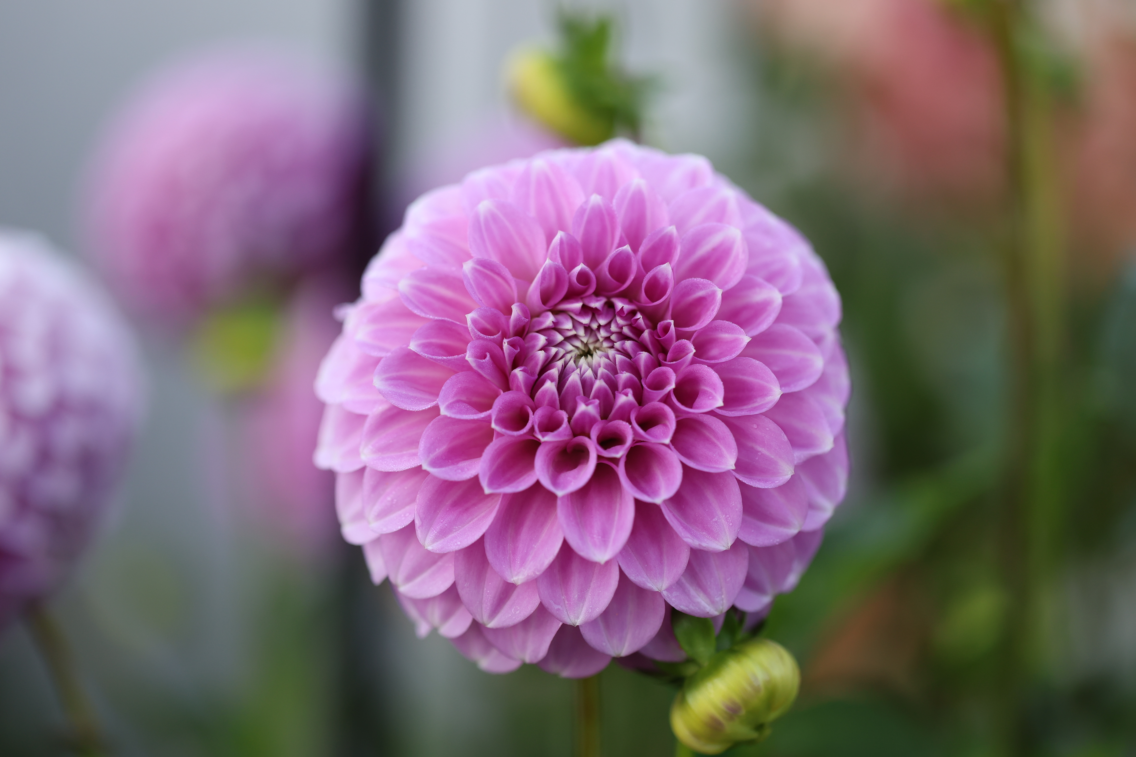 Coorabell Zoe dahlia