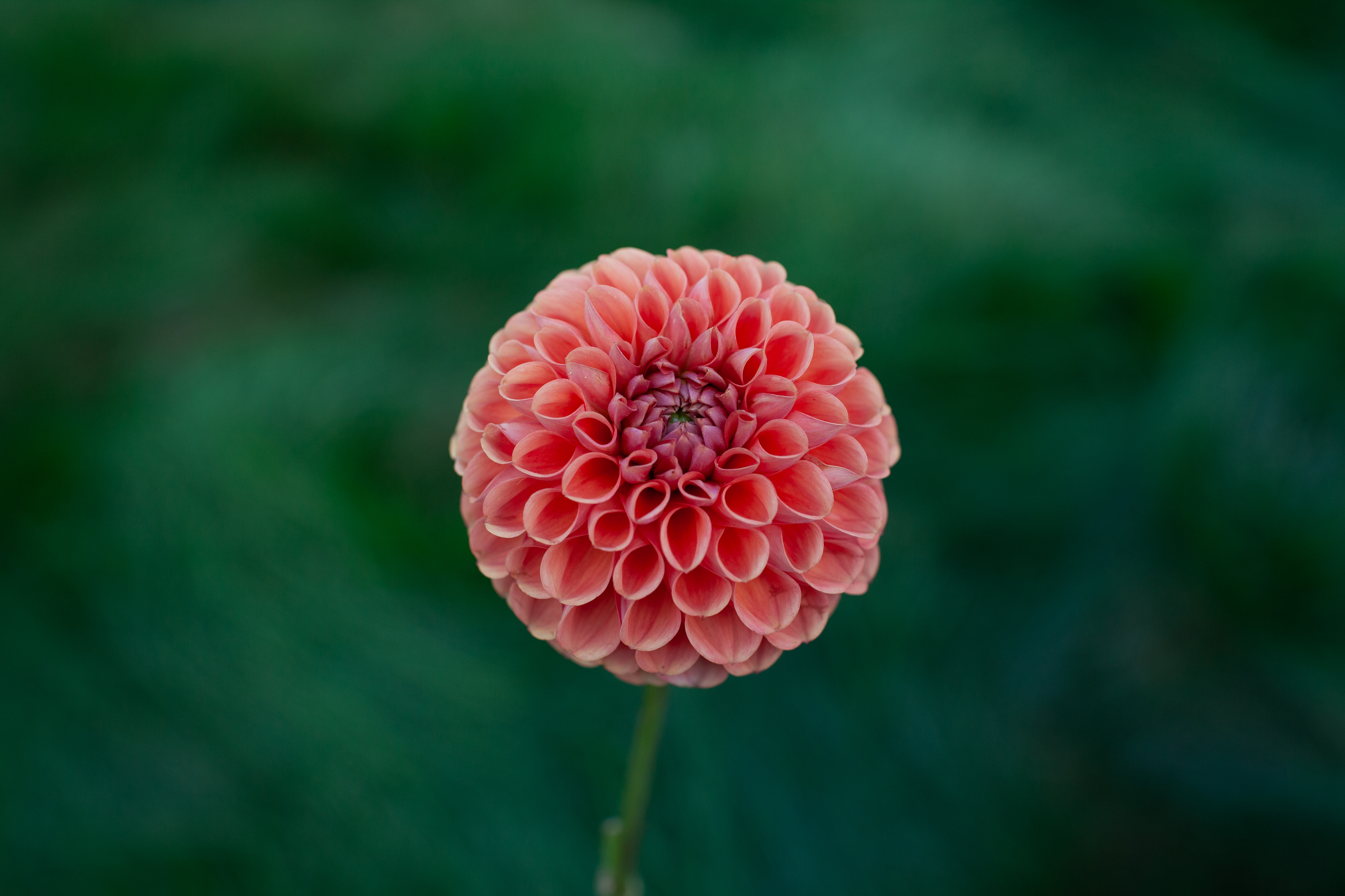 Cornel Bronze dahlia