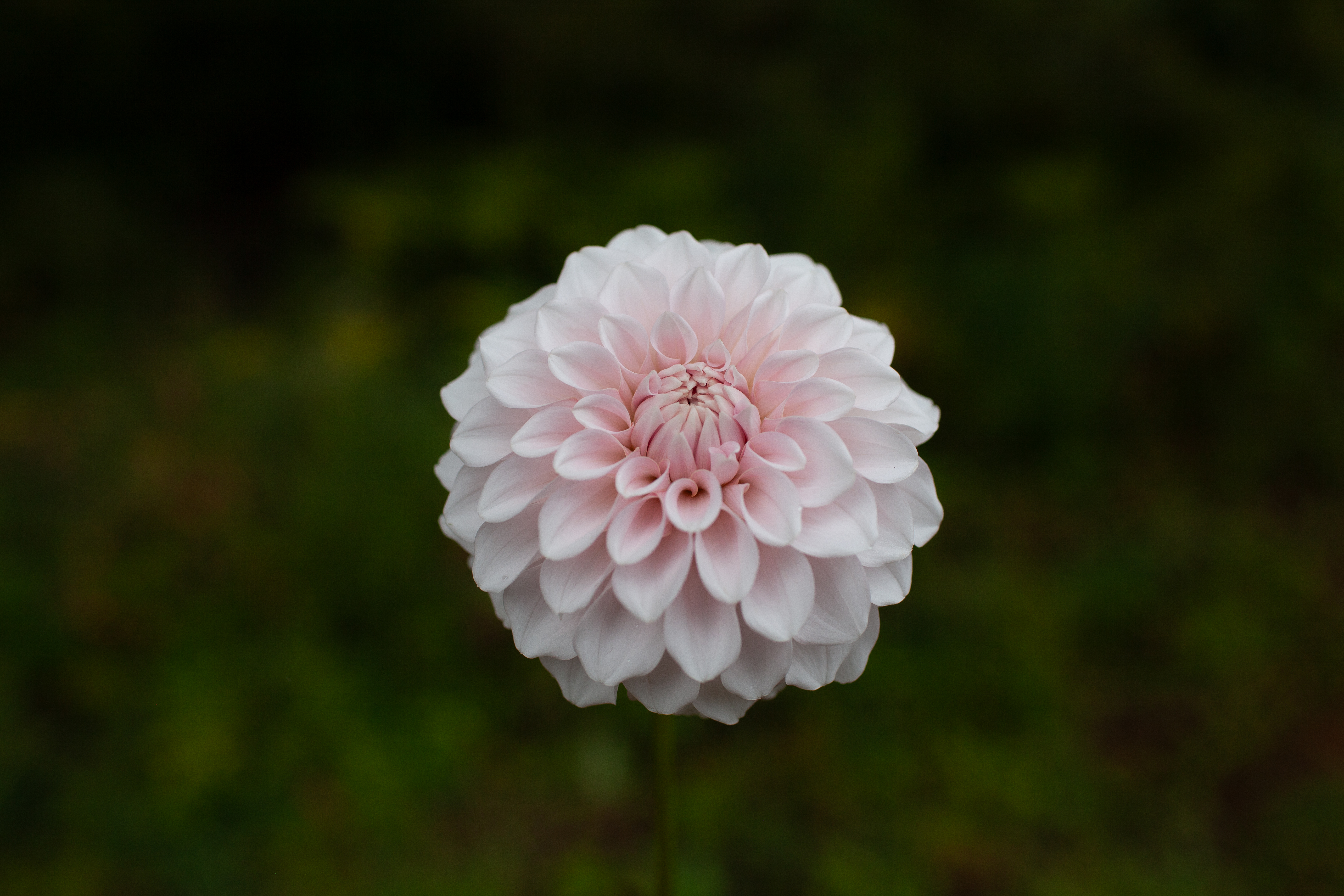 Coseytown Bermuda Pink dahlia