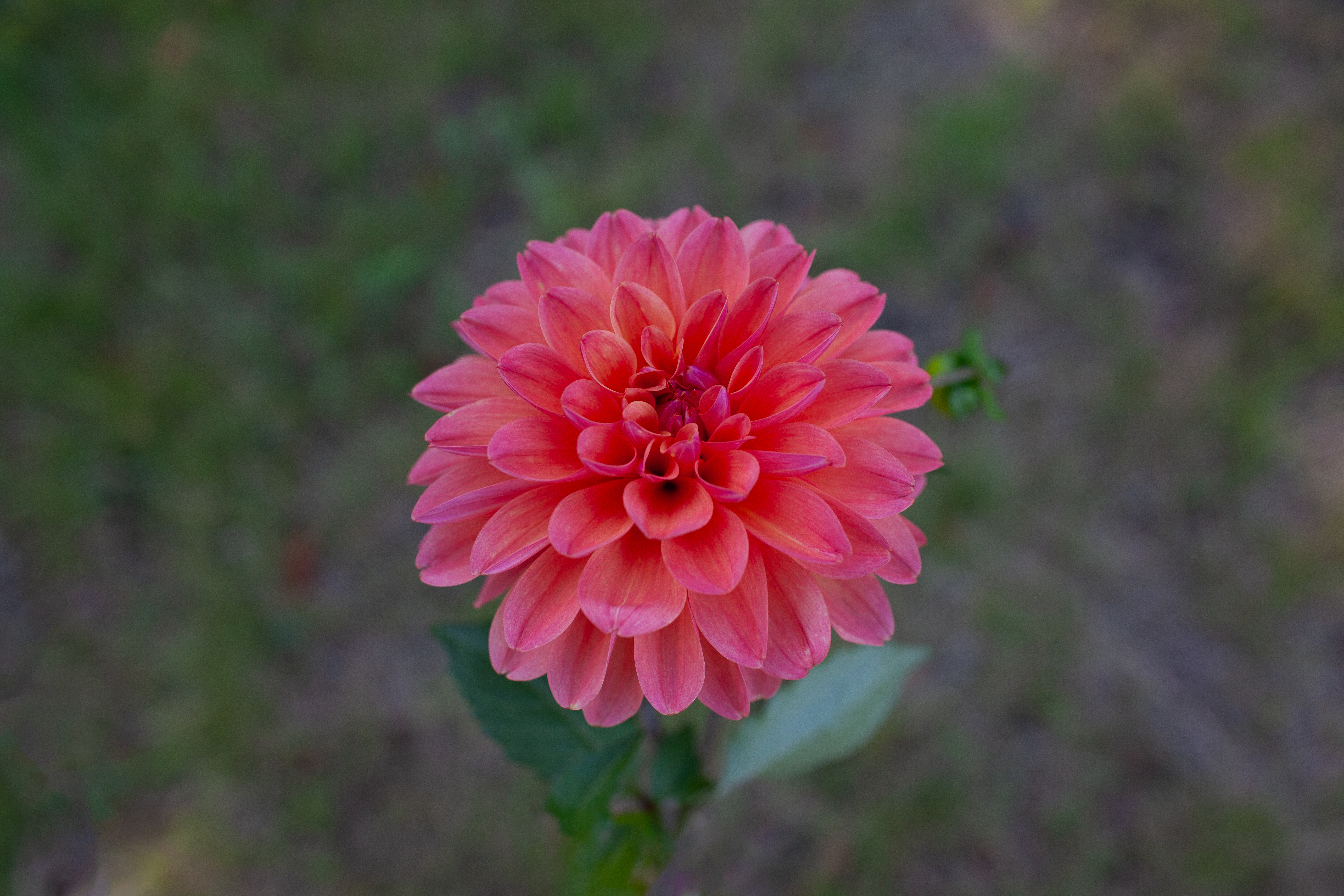 Coseytown Bounty dahlia